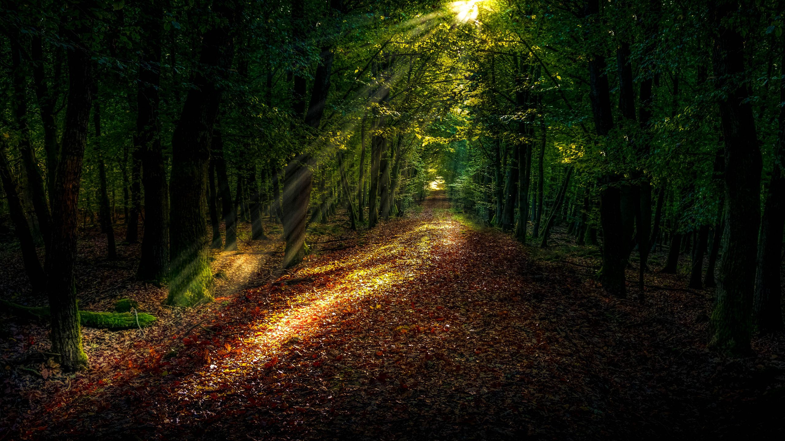 2560x1440 WQHD, QHD, 16:9 Forest Wallpaper Free 2560x1440 High Quality Background