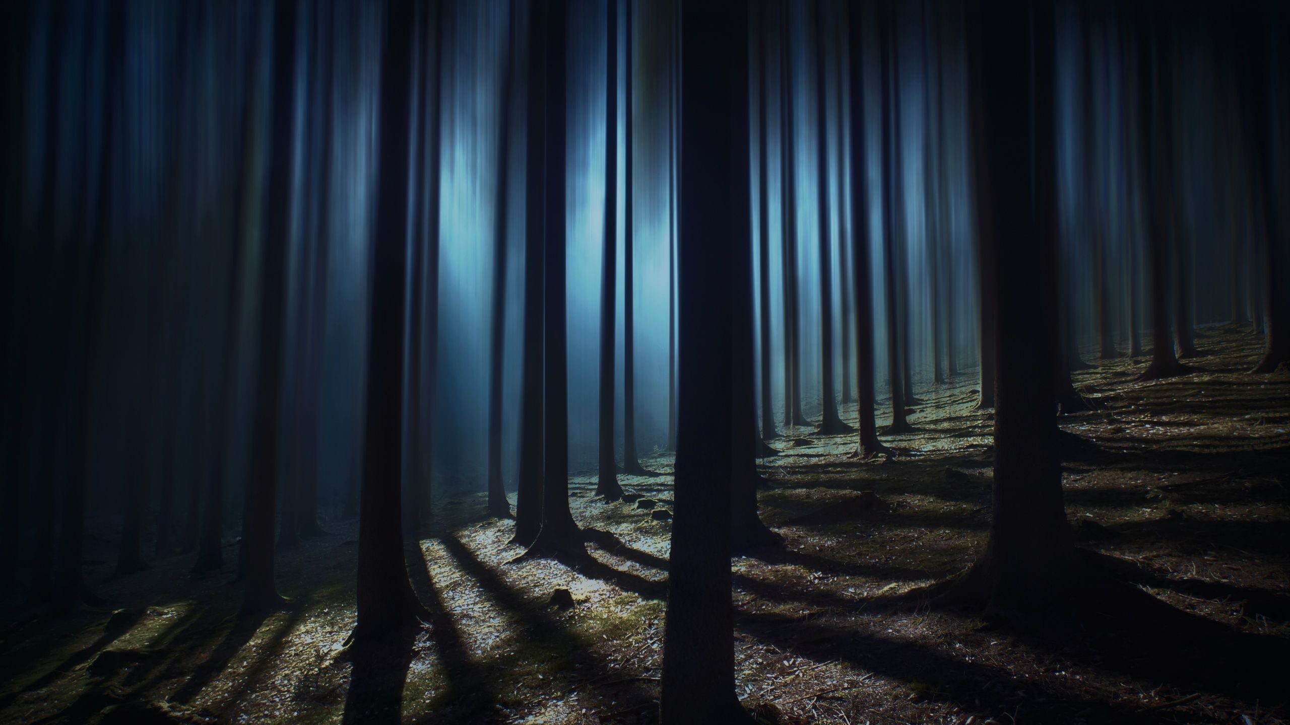 2560x1440 Dark Forest Wallpaper 4K, Woods, Night time, Dark, Shadow