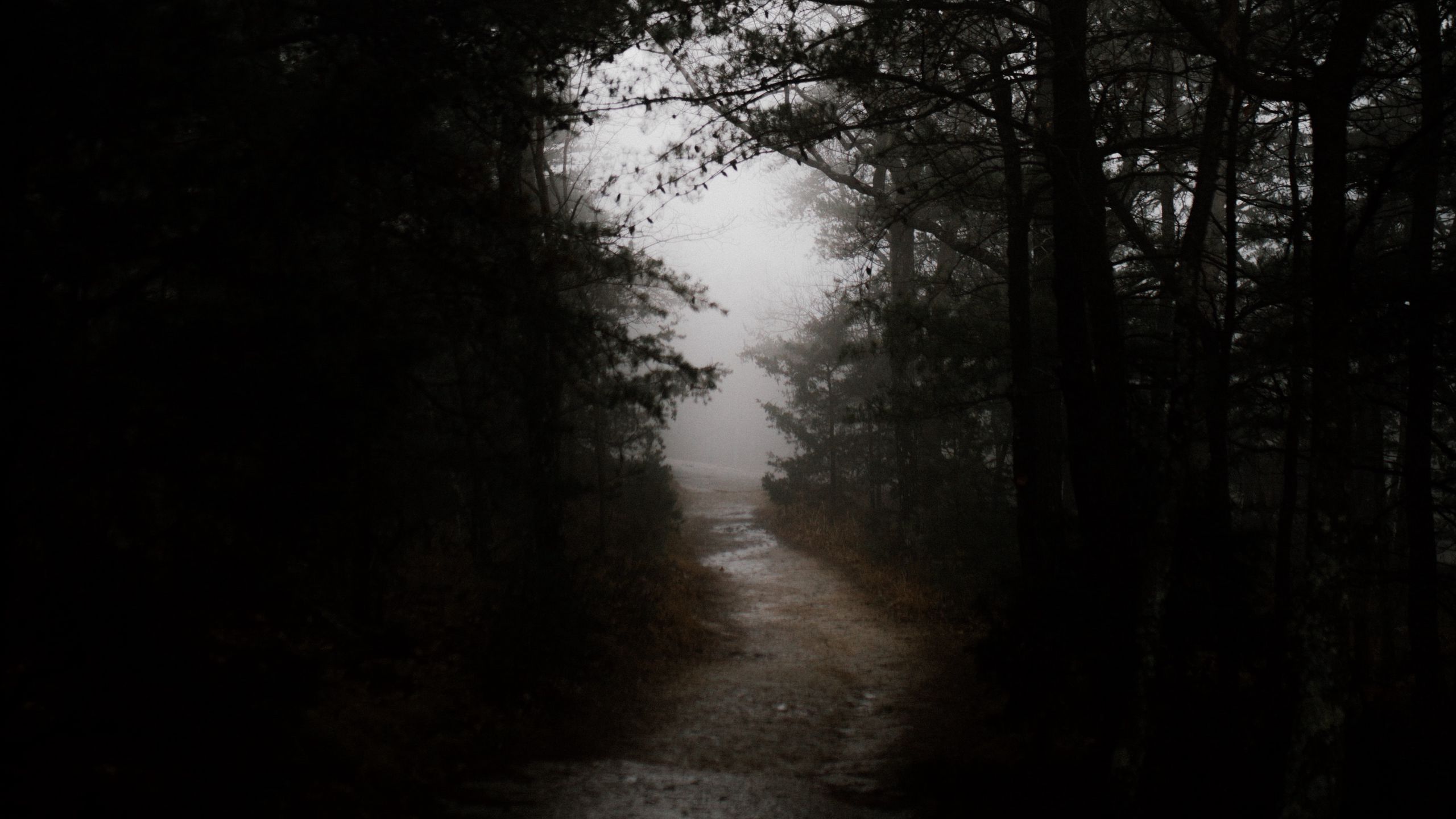 2560x1440 Download wallpaper 2560x1440 dark, forest, road widescreen 16:9 HD background