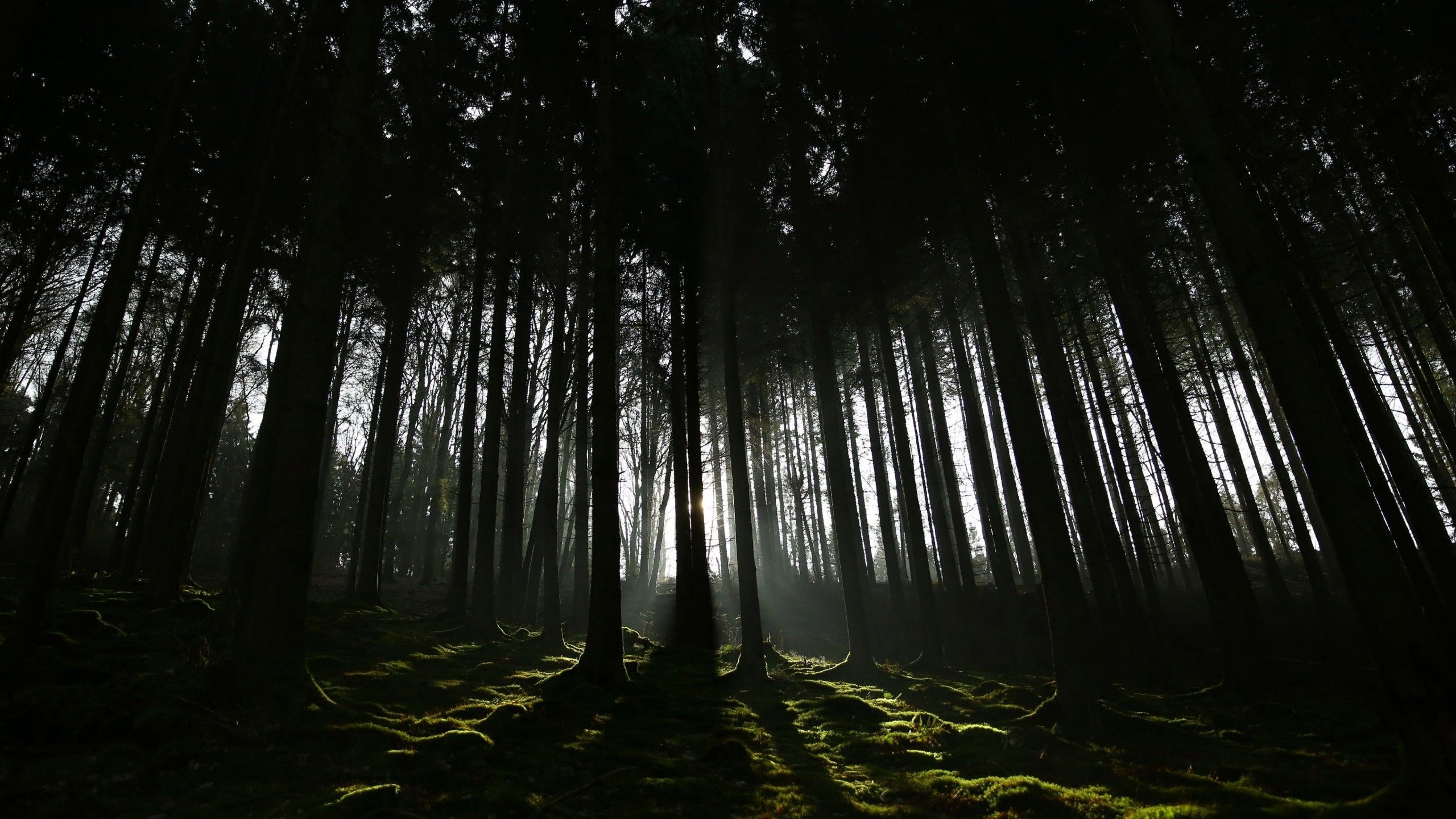 2560x1440 Dark Shadow Sunrays Forest 4K HD Dark Wallpaper