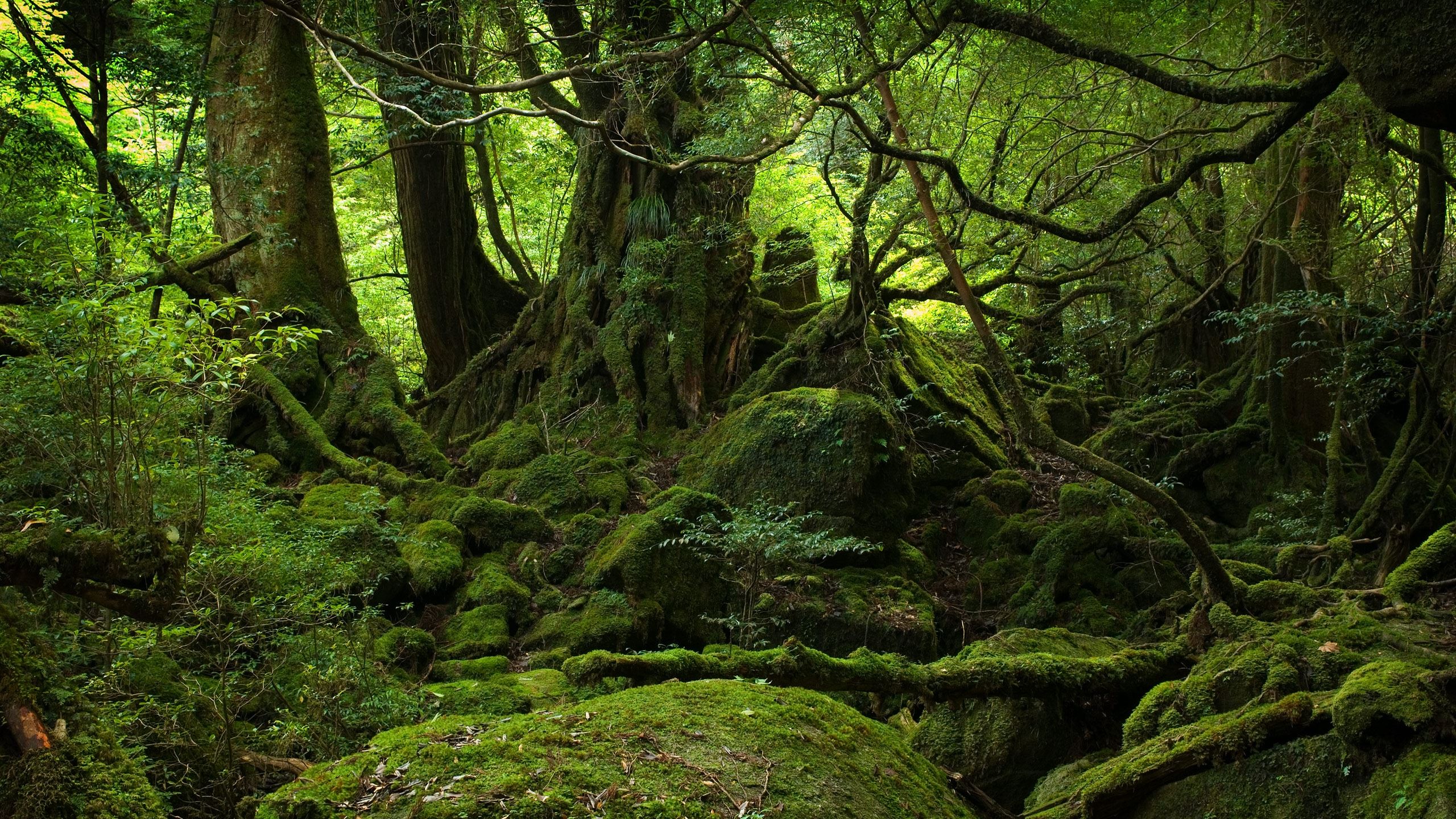 2560x1440 Dark forest MacBook Air Wallpaper Download