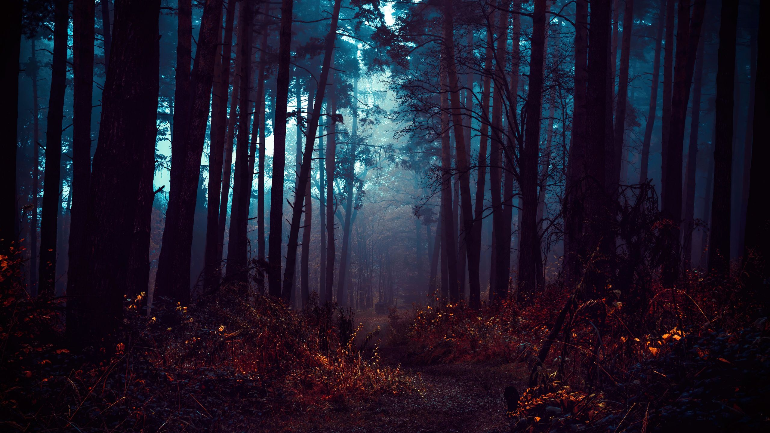 2560x1440 Forest Wallpaper 4K, Fog, Morning, Dark, Path, Autumn