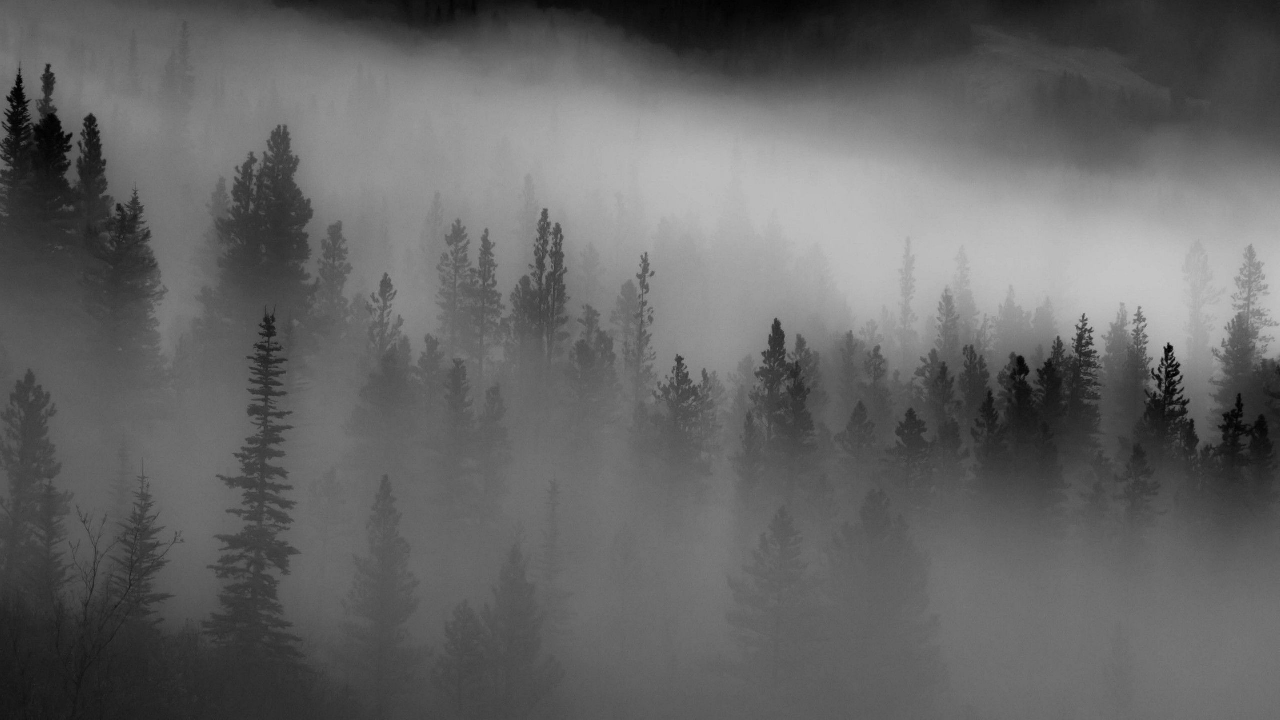 2560x1440 Forest Trees Fog Dark Wallpaper Background 4K HD Dark Background Wallpaper