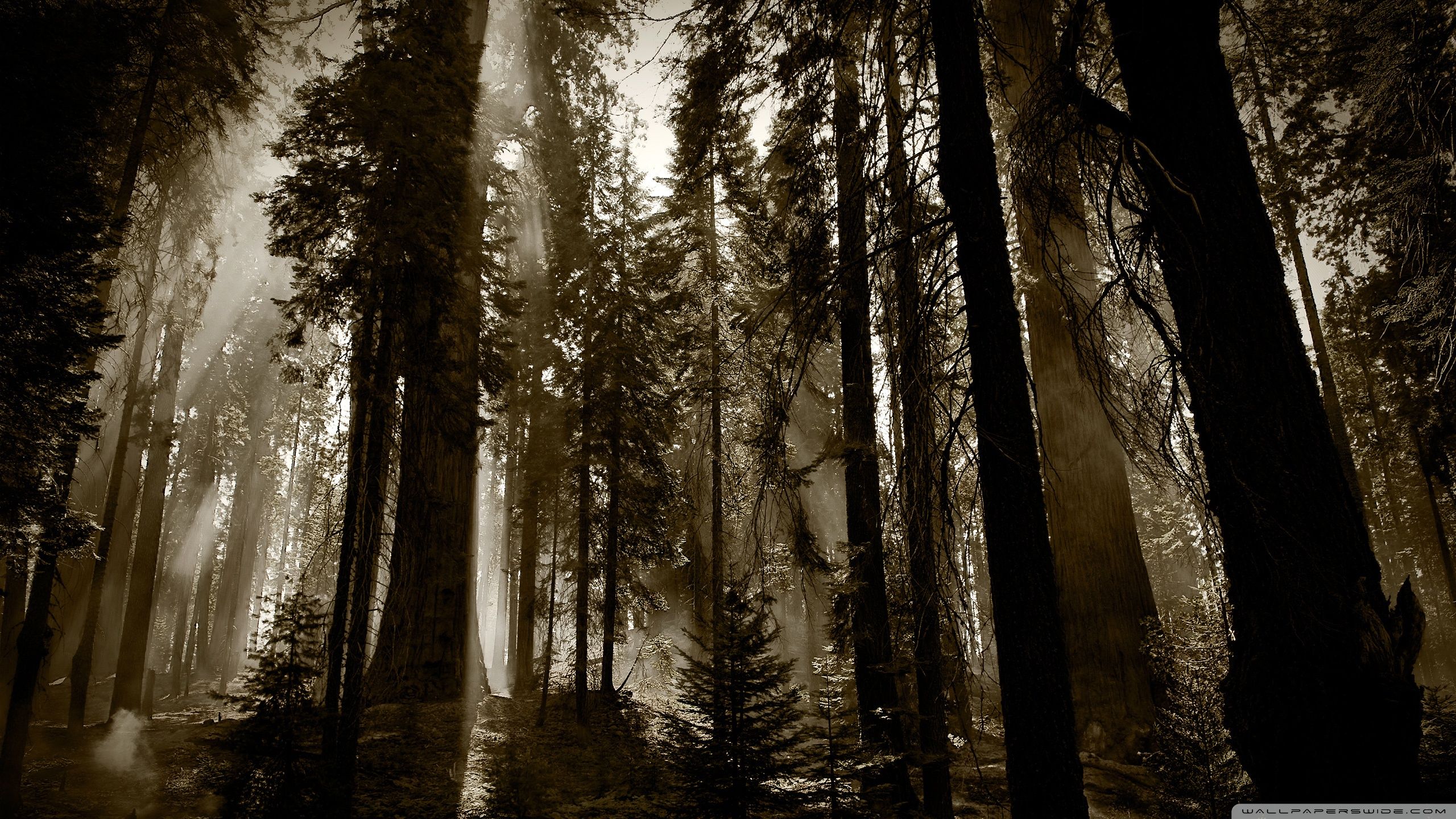 2560x1440 Dark Forest 4K UHD Wallpaper for UltraHD Desktop and TV : Smartphone and Tablet Devices