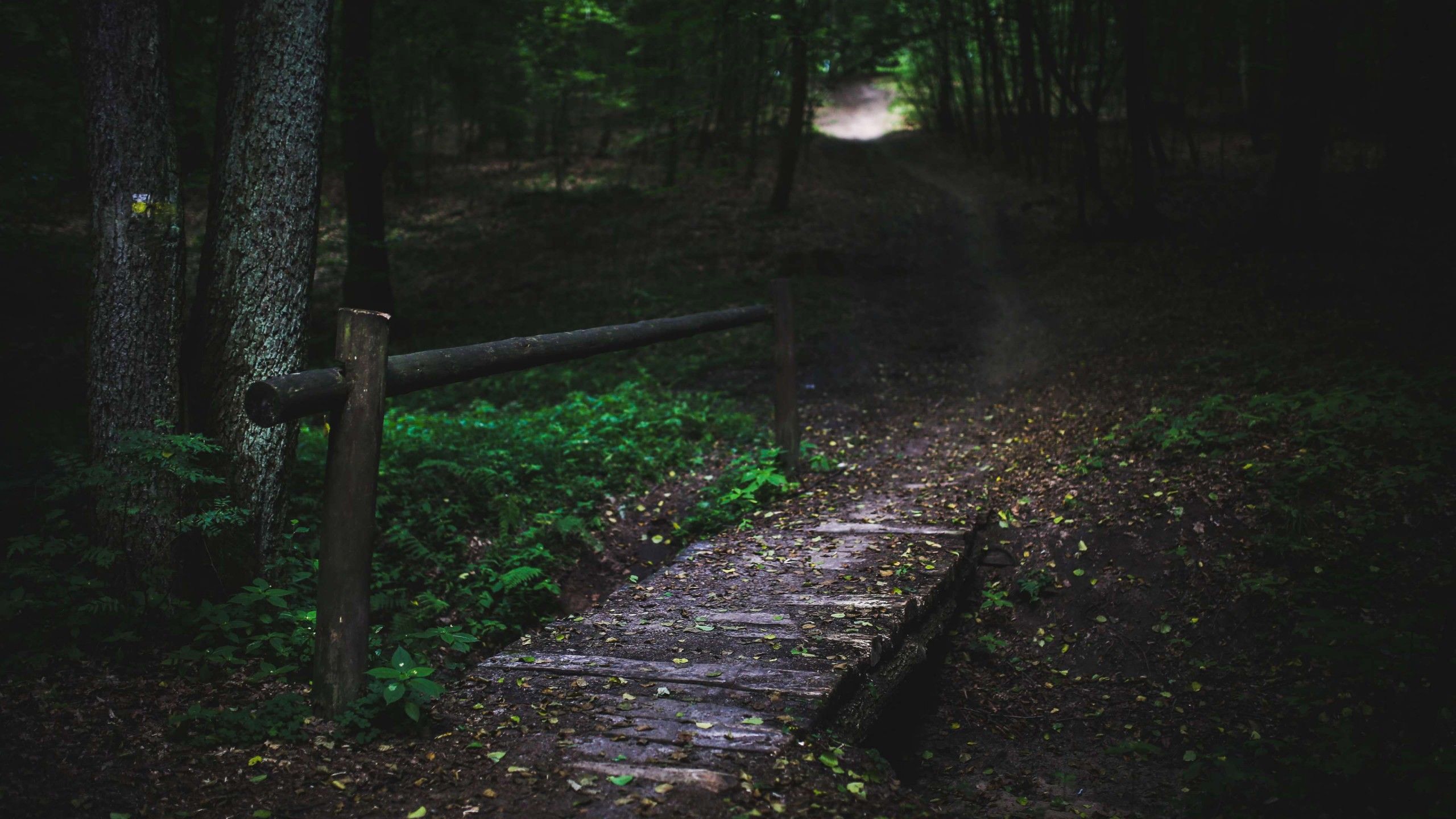 2560x1440 Path In Dark Forest 4K HD Dark Wallpaper