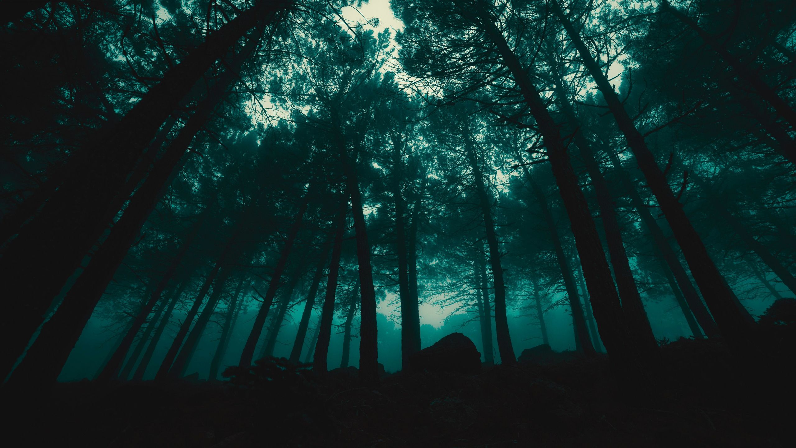 2560x1440 Download Dark Rain Forest, Dark, Rain, Forest, Rainy, Trees, Green Wallpaper in 2560x1440 Resolution