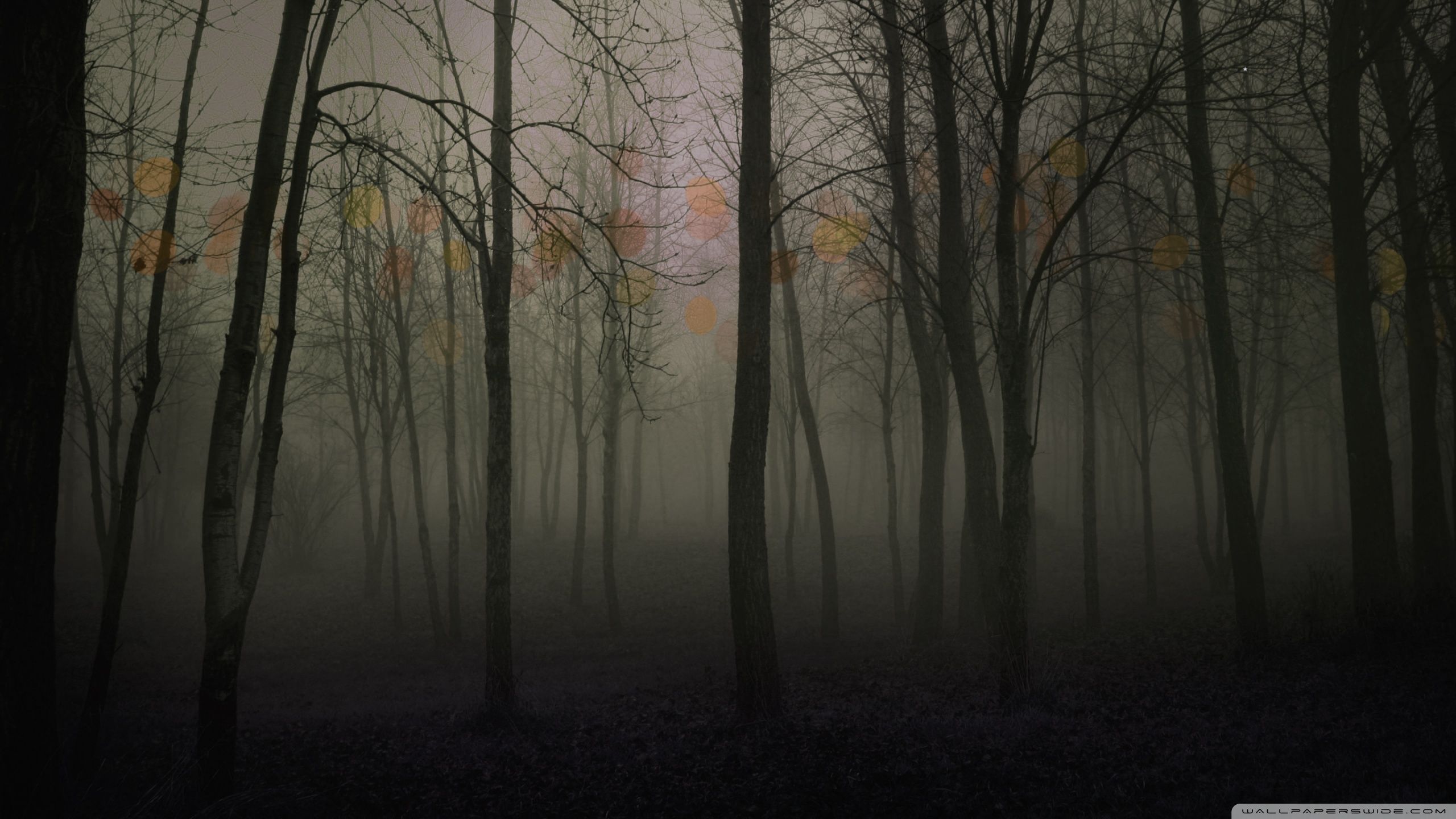 2560x1440 Dark forest 4K UHD Wallpaper for UltraHD Desktop and TV