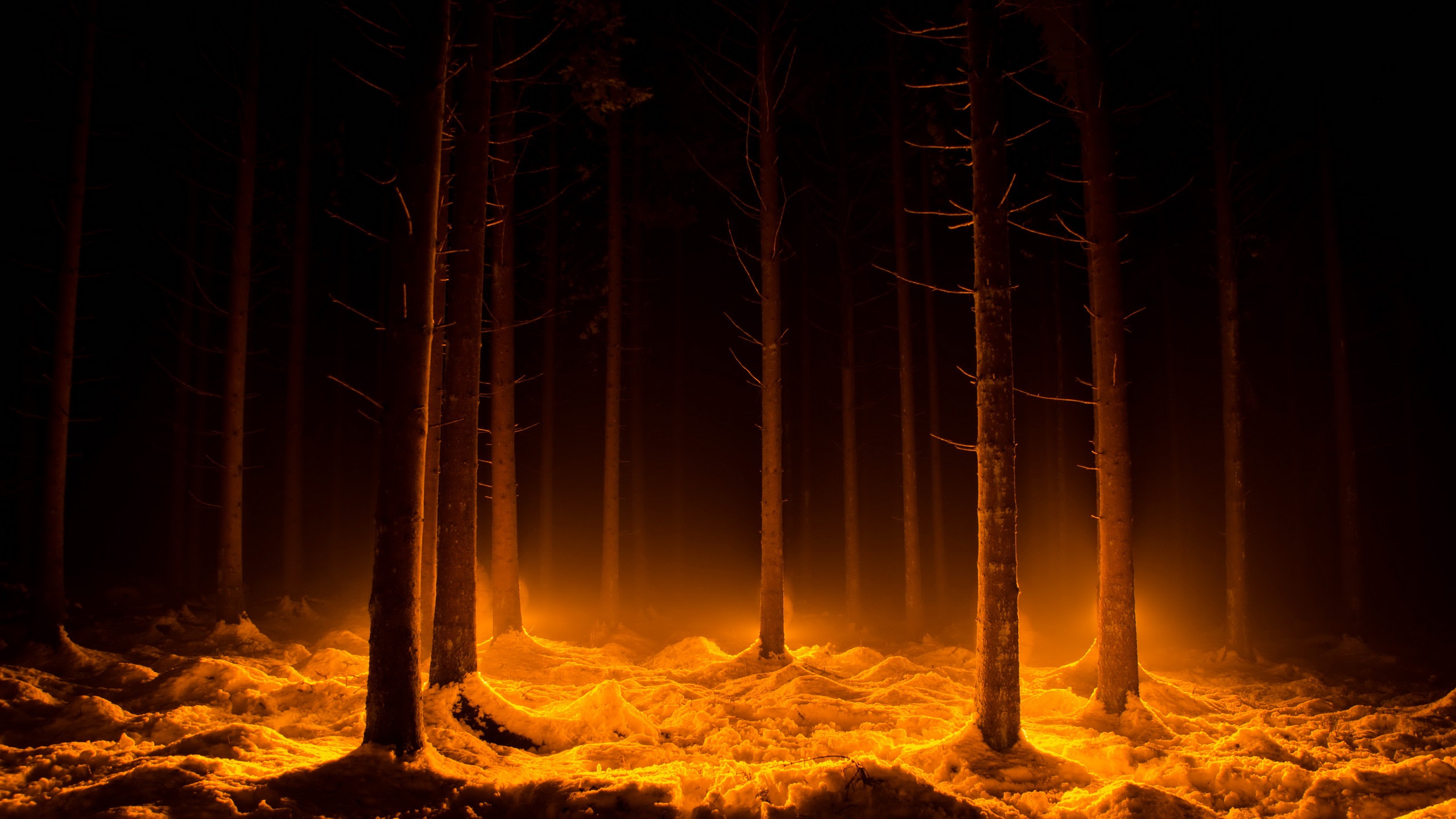 2560x1440 Dark Snow Forest Trees In Lights Wallpaper, HD Nature 4K Wallpaper, Image and Background