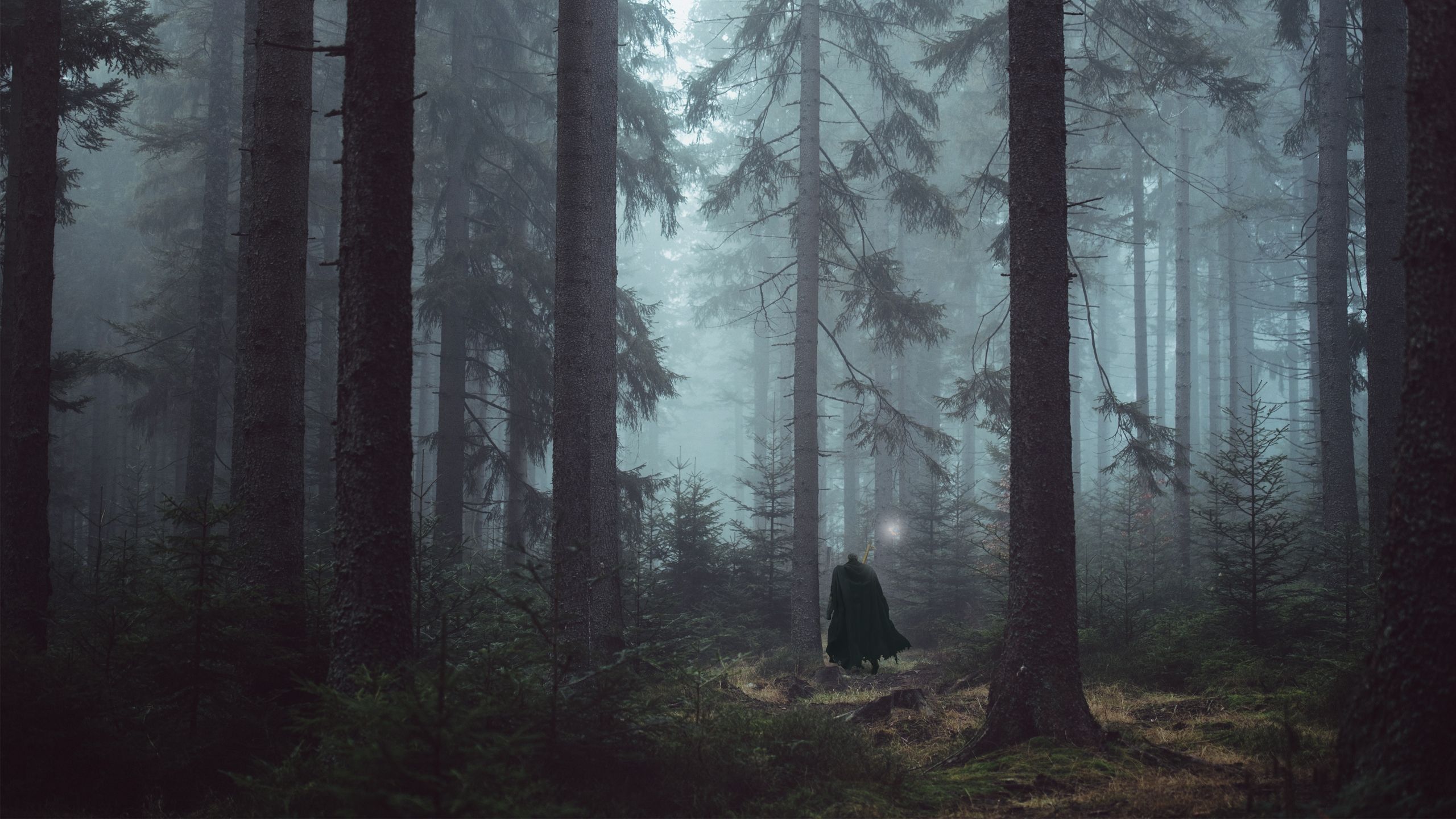 2560x1440 Wallpaper Person in Black Coat Standing in The Woods, Background Free Image