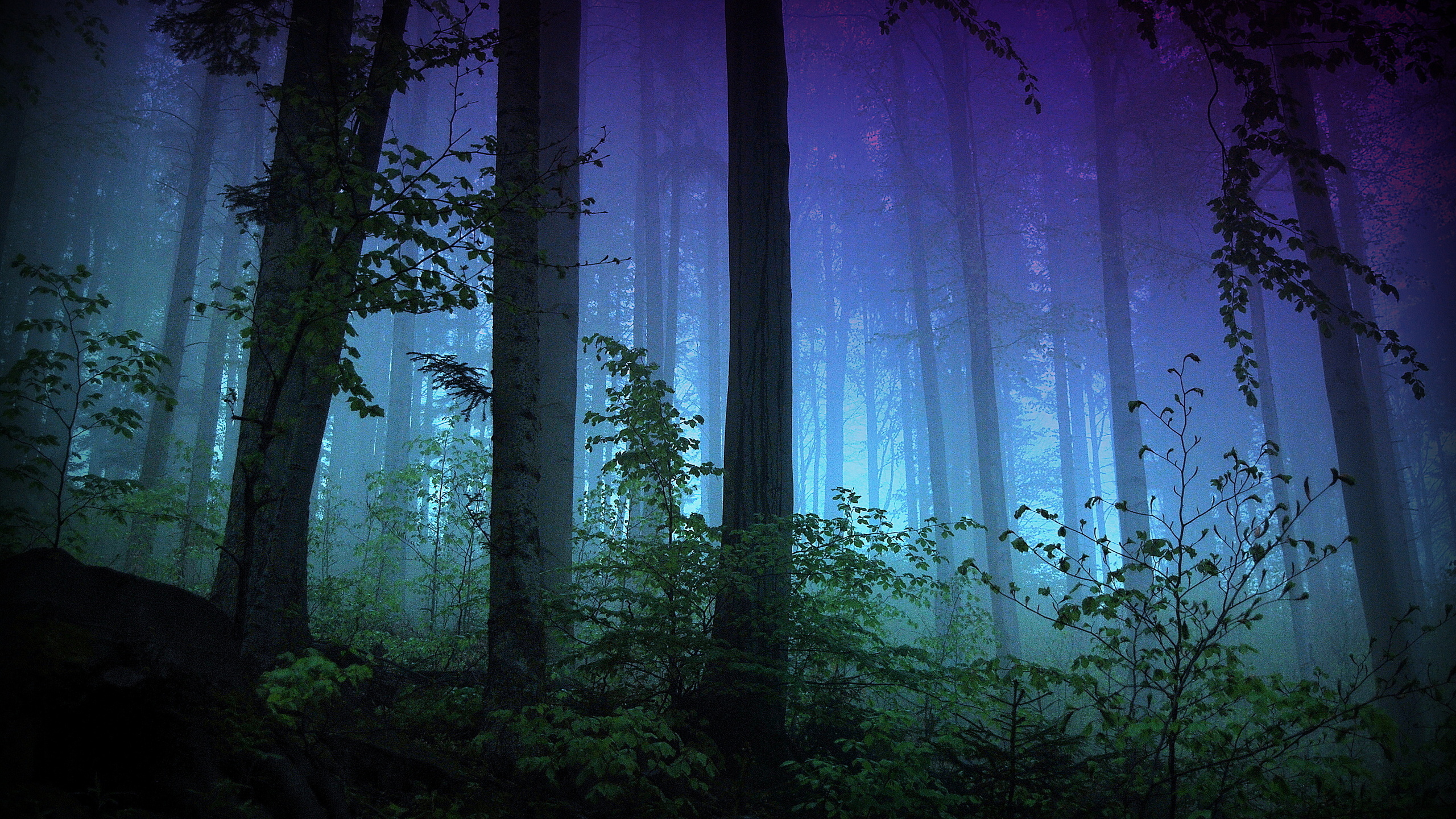 2560x1440 Wallpaper forest, light, trees, night, branches, fog, the evening, the bushes for mobile and desktop, section природа, resolution 2560x1440