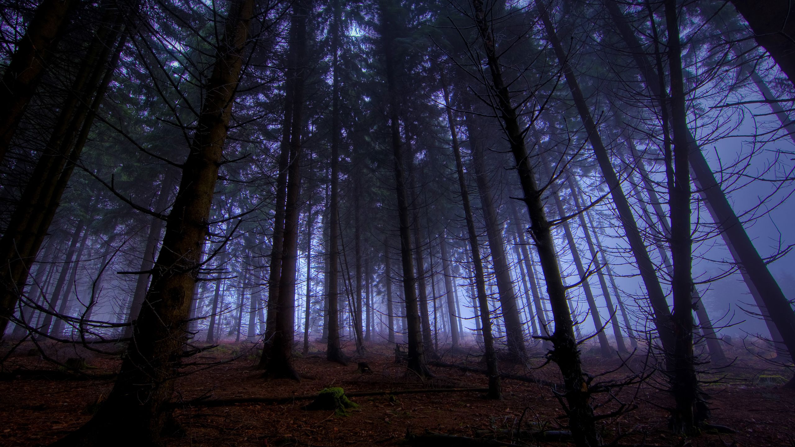 2560x1440 Desktop wallpaper: Earth, Forest 4K free download for PC. 165654