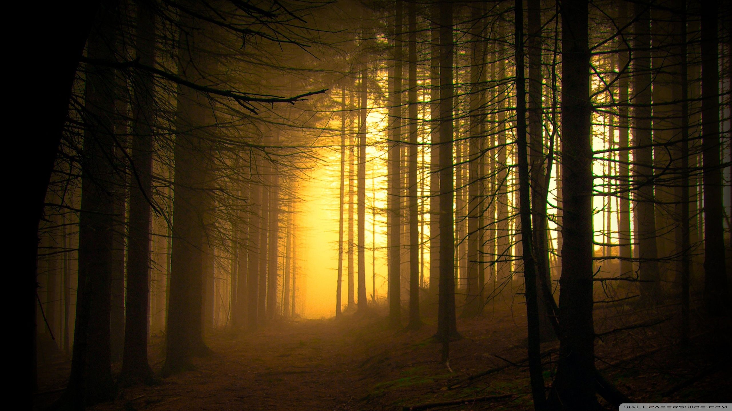 2560x1440 Forest 4K UHD Wallpaper for UltraHD Desktop and TV : Dual Monitor : Smartphone and Tablet Devices