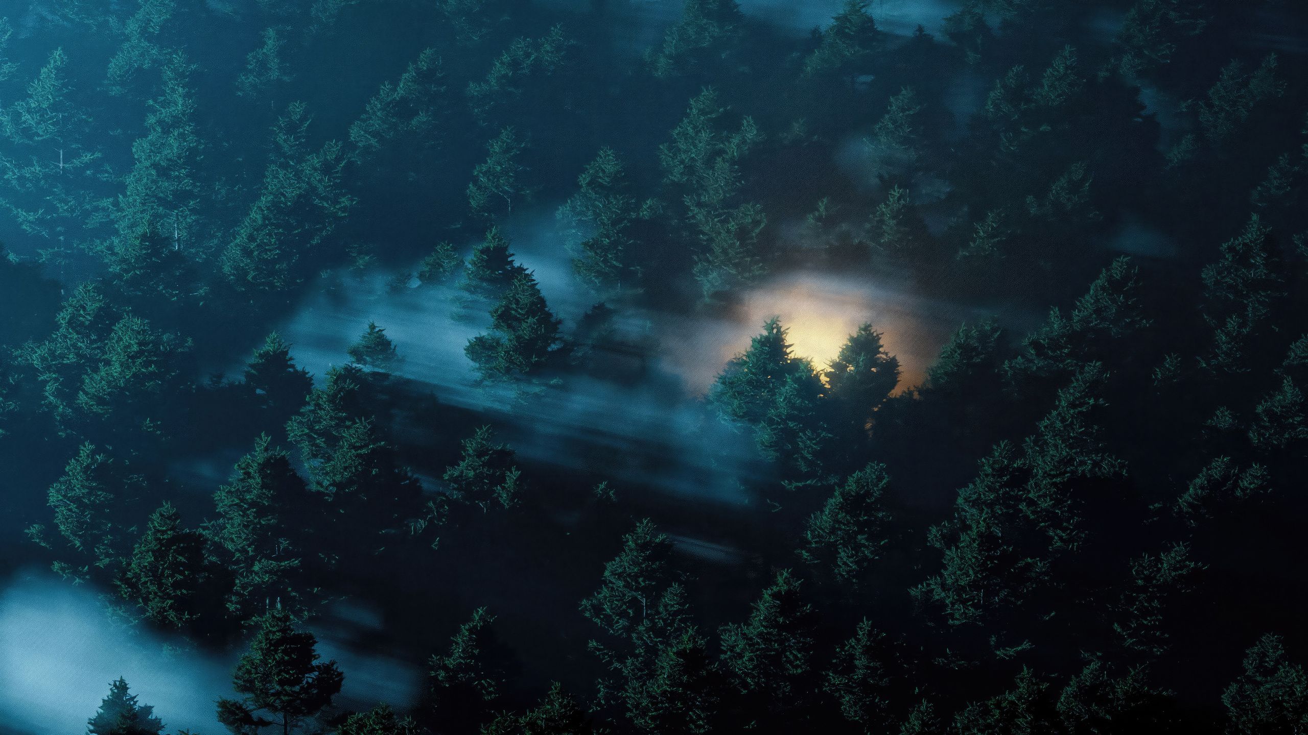 2560x1440 Dark Forest 4k PC Wallpaper
