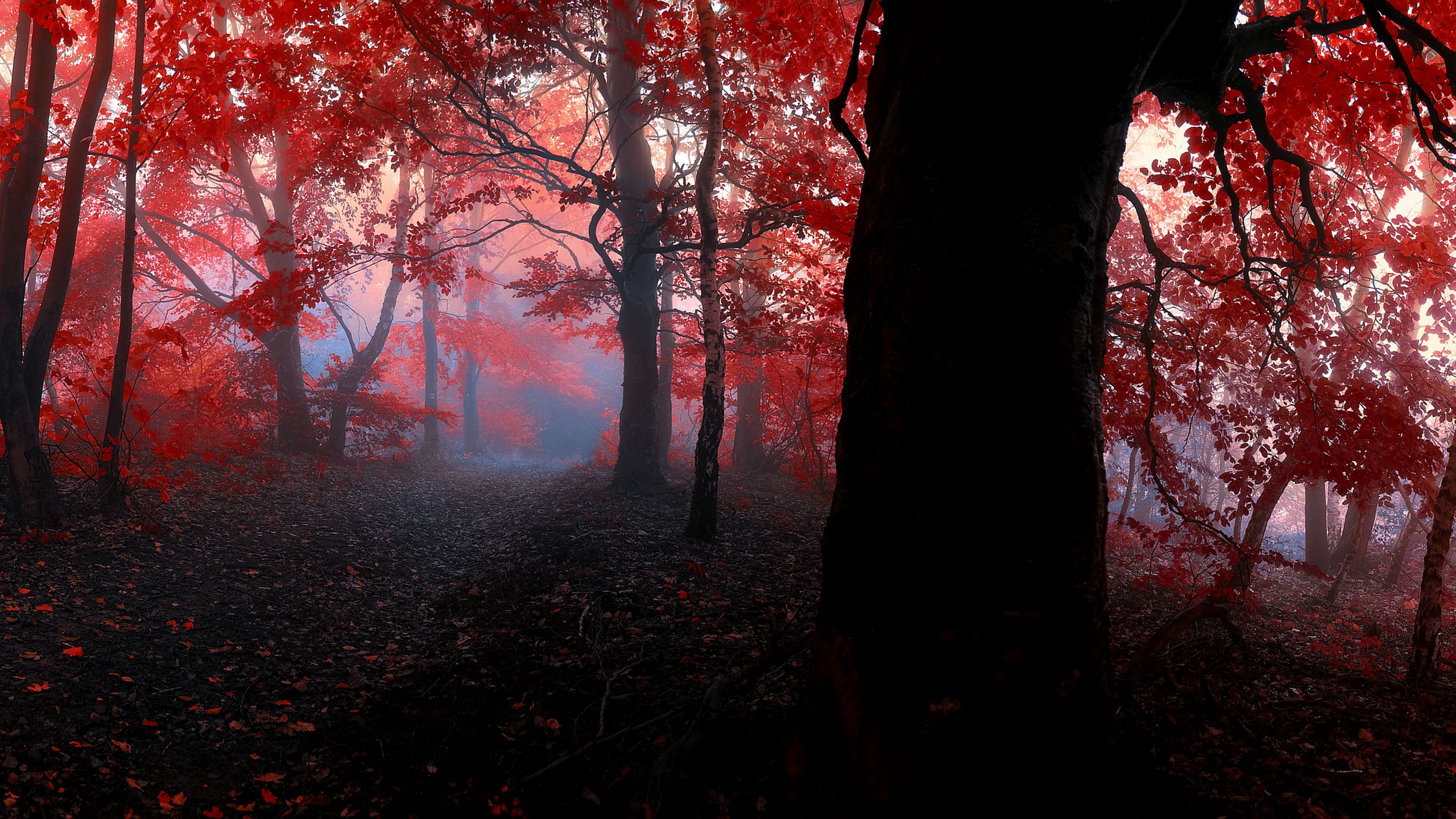 2560x1440 Download Forest in 4k, Forest, 4k, Ultrawide Wallpaper in 2560x1440 Resolution