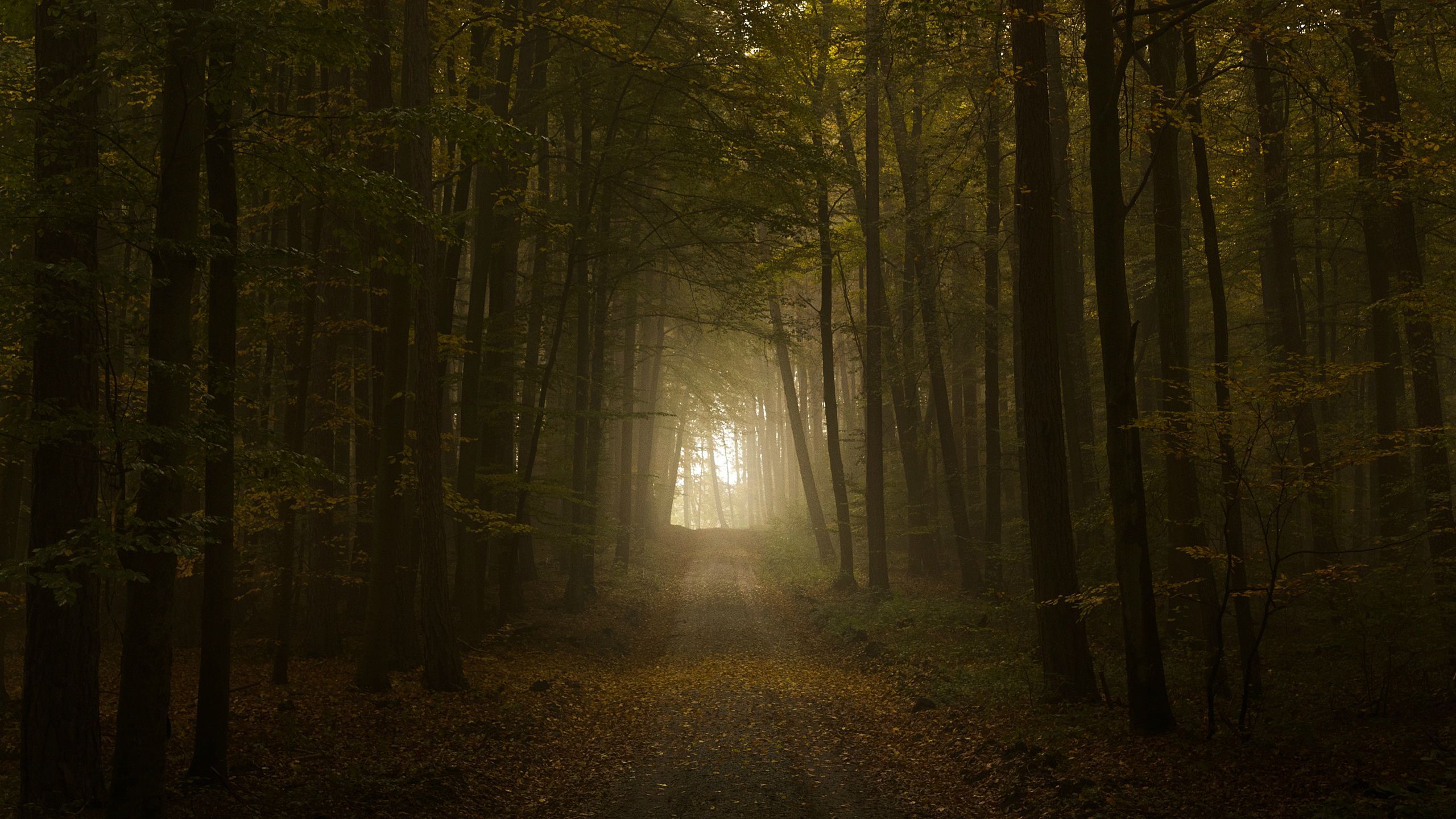 2560x1440 Forest Path Wallpaper 25686