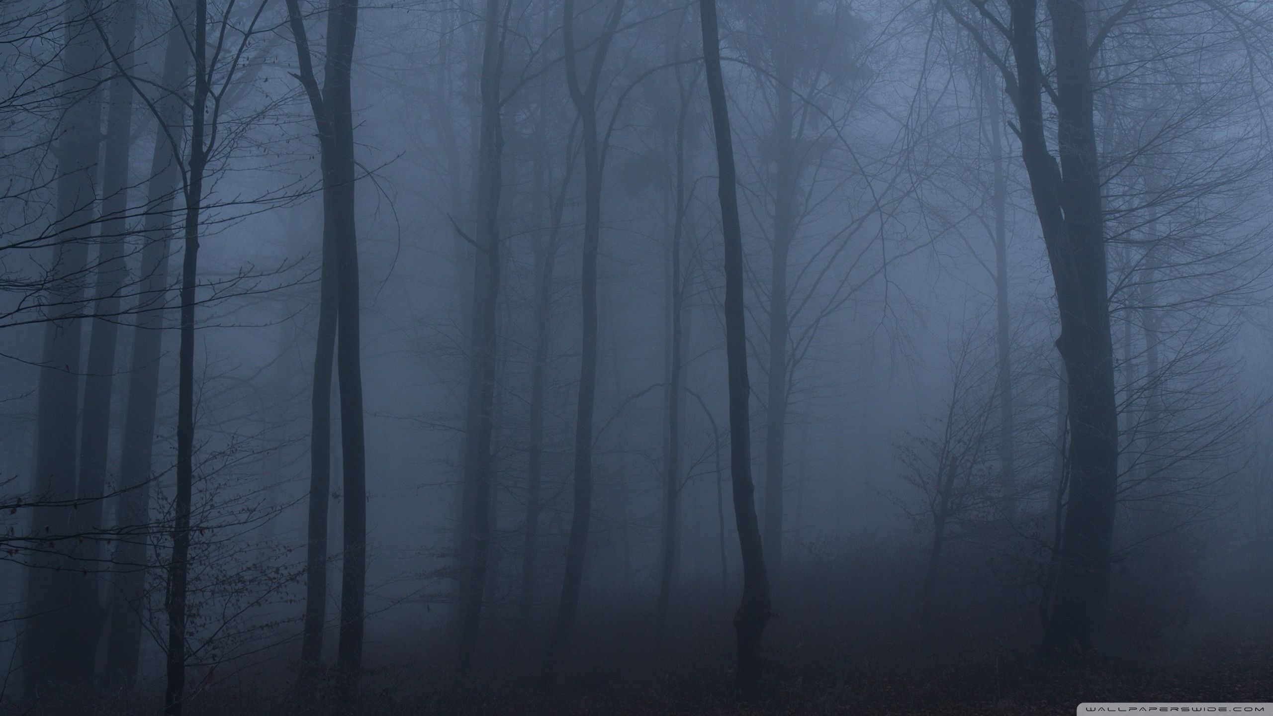 2560x1440 Dark Forest Shrouded in Fog 4K UHD Wallpaper for UltraHD Desktop and TV : Widescreen and UltraWide Display : Smartphone and Tablet Devices