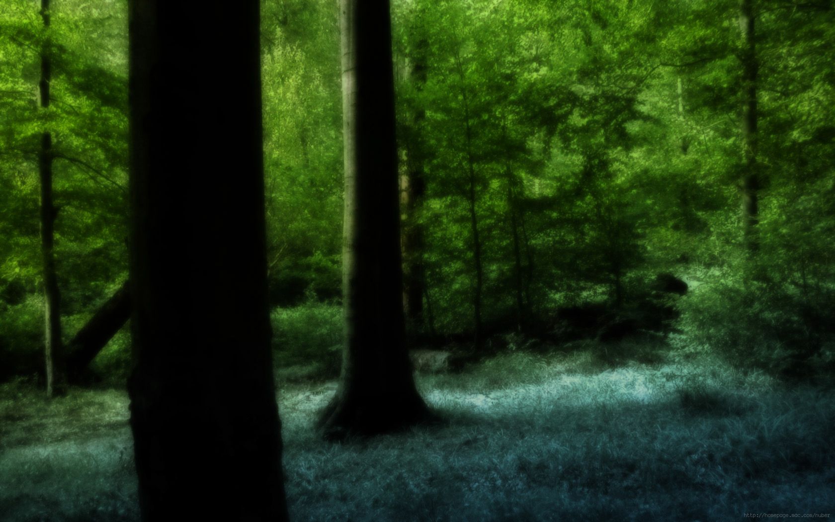 1680x1050 Dark Forest Wallpaperx1050