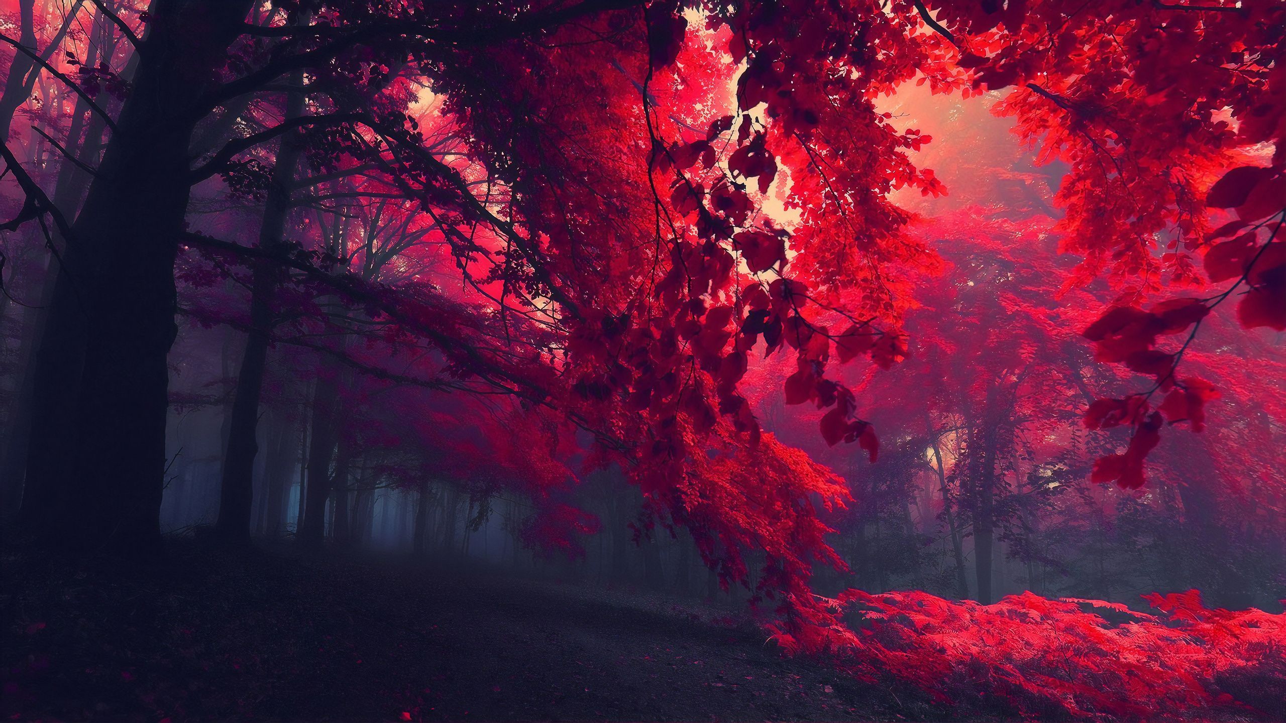 2560x1440 Dark Red Autumn Forest 1440P Resolution , HD 4k Wallpaper, Image, Background, Photos and Picture