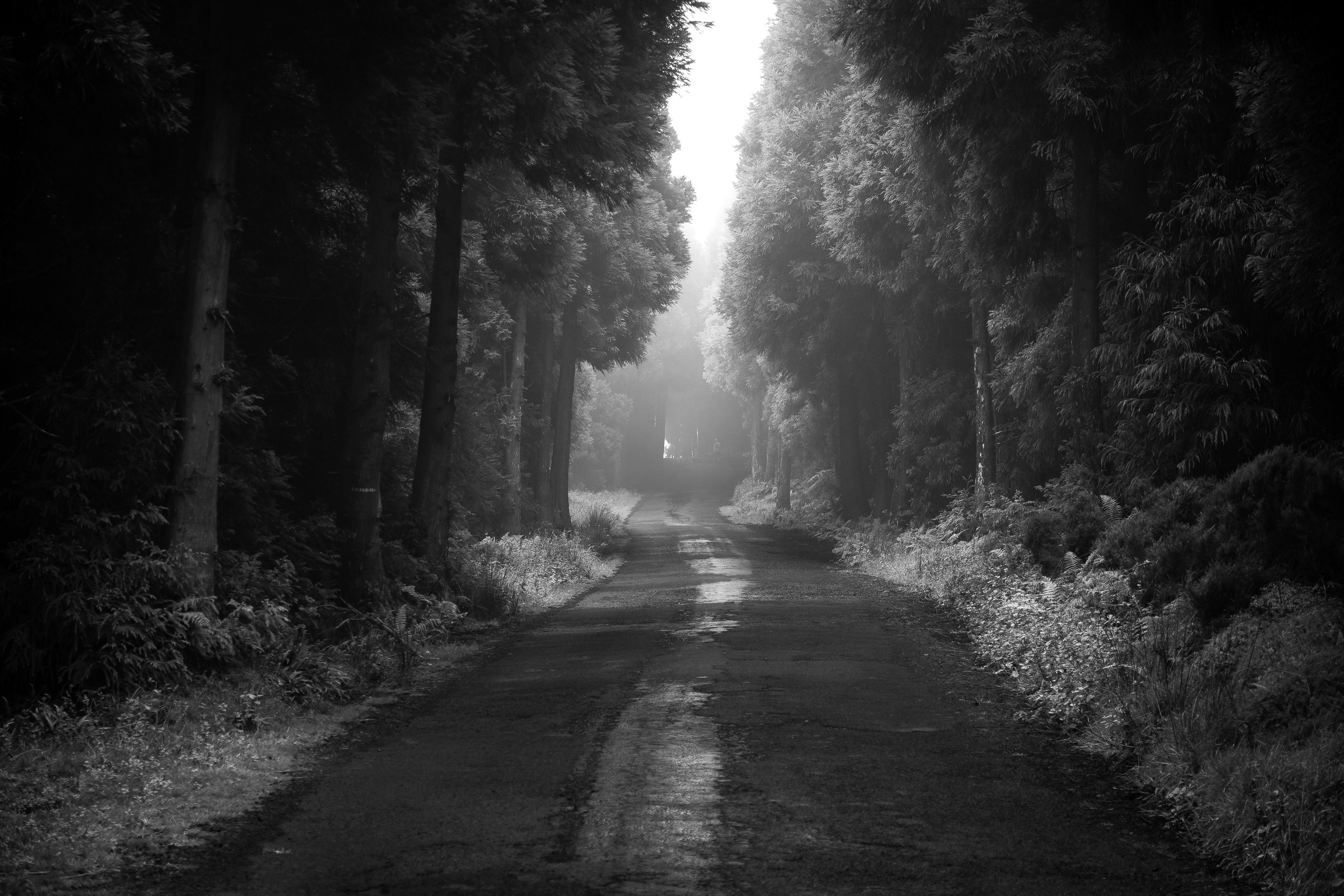 3500x2333 Road thru dark