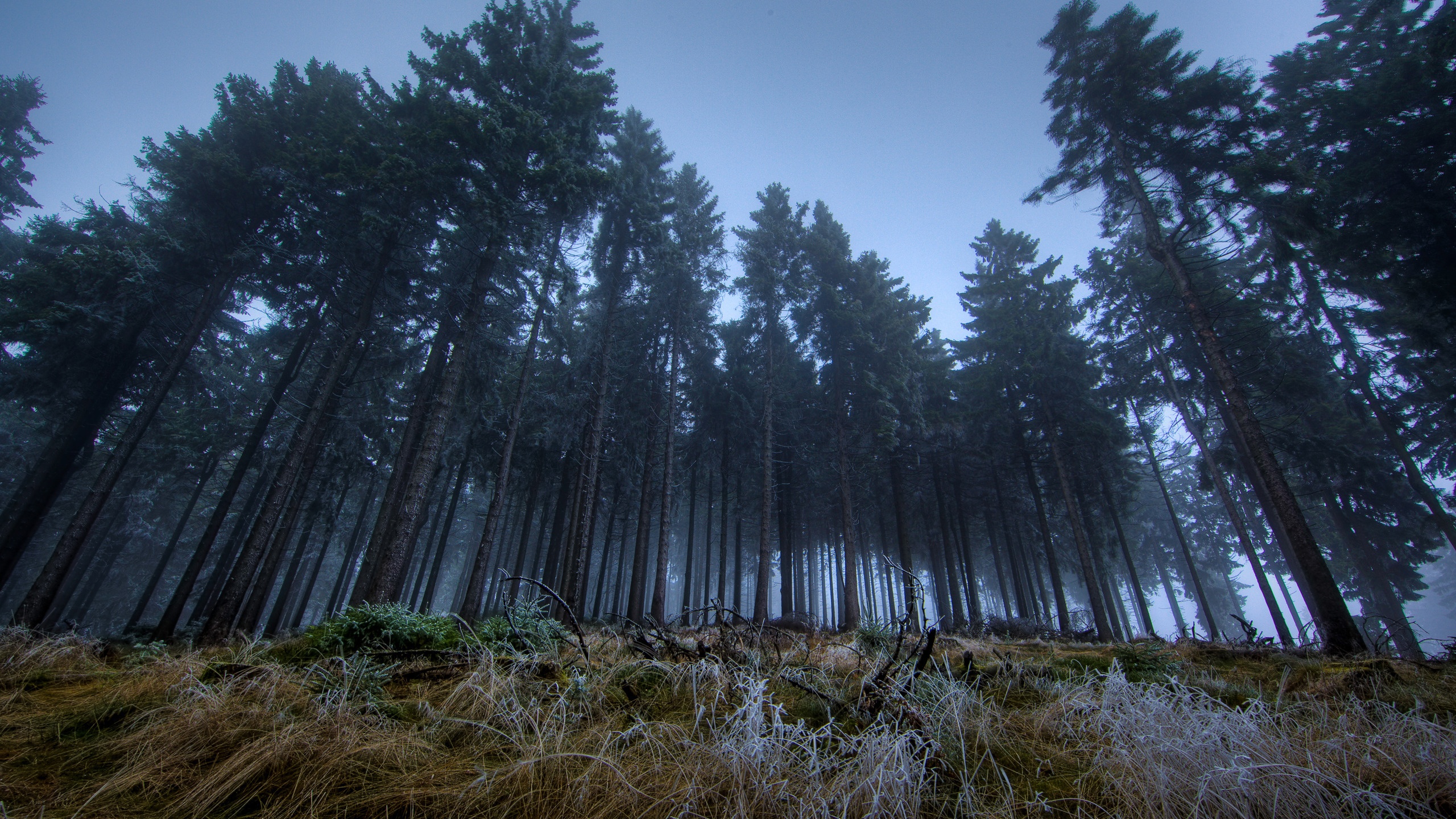 2560x1440 Wallpaper forest, dark, twilight for mobile and desktop, section пейзажи, resolution 2560x1440