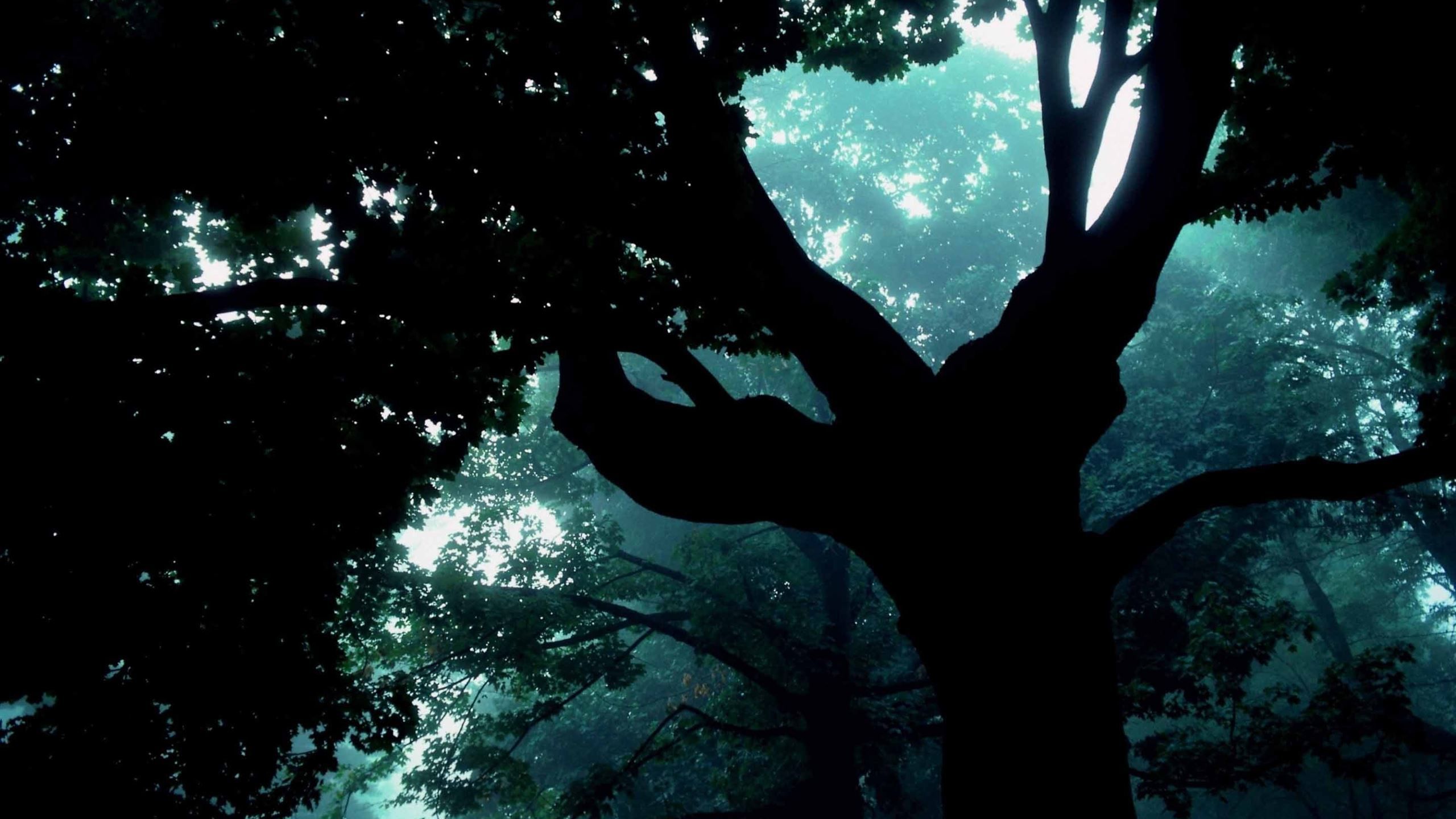 2560x1440 Dark Forest Tree MacBook Air Wallpaper Download