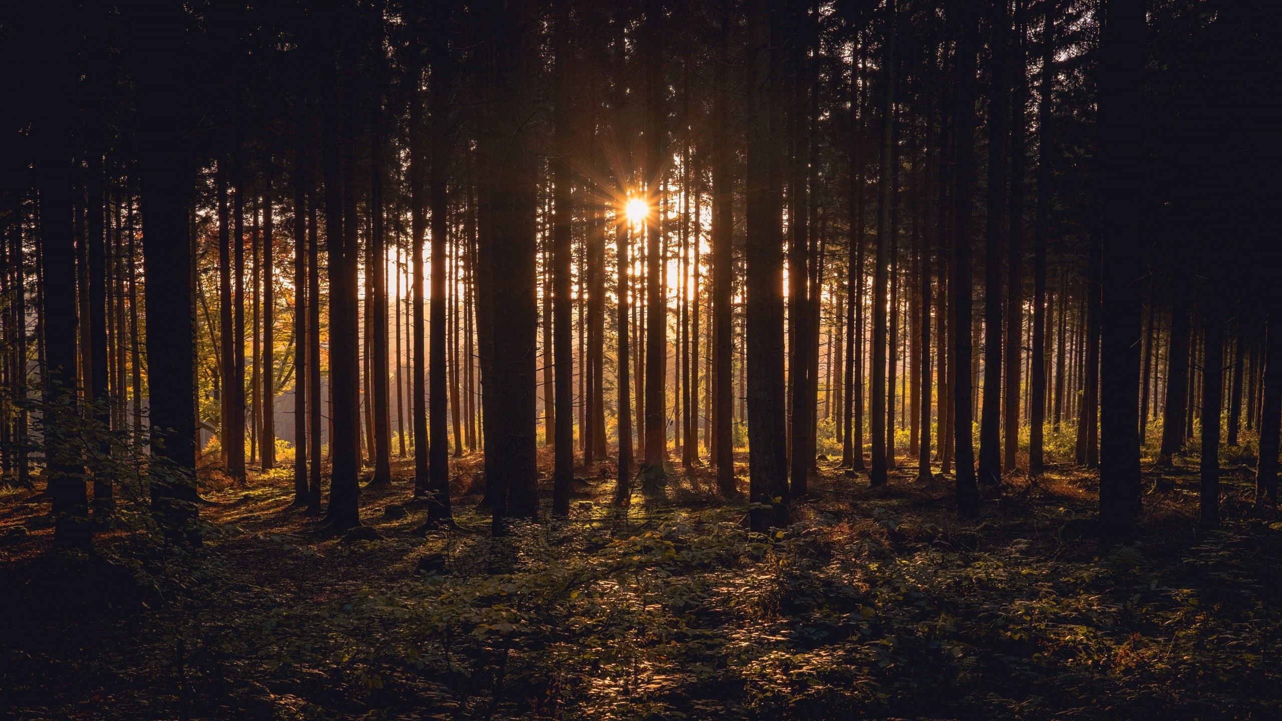 2560x1440 Sunlight Passing Through Dark Trees In Forest During Sunset Time 4K HD Nature Wallpaper