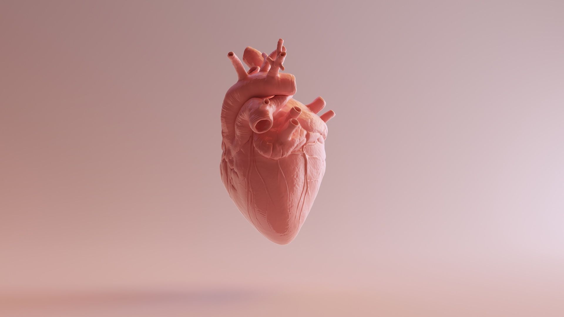 1920x1080 The Human Heart: Facts About The Body's Hardest Working Muscle