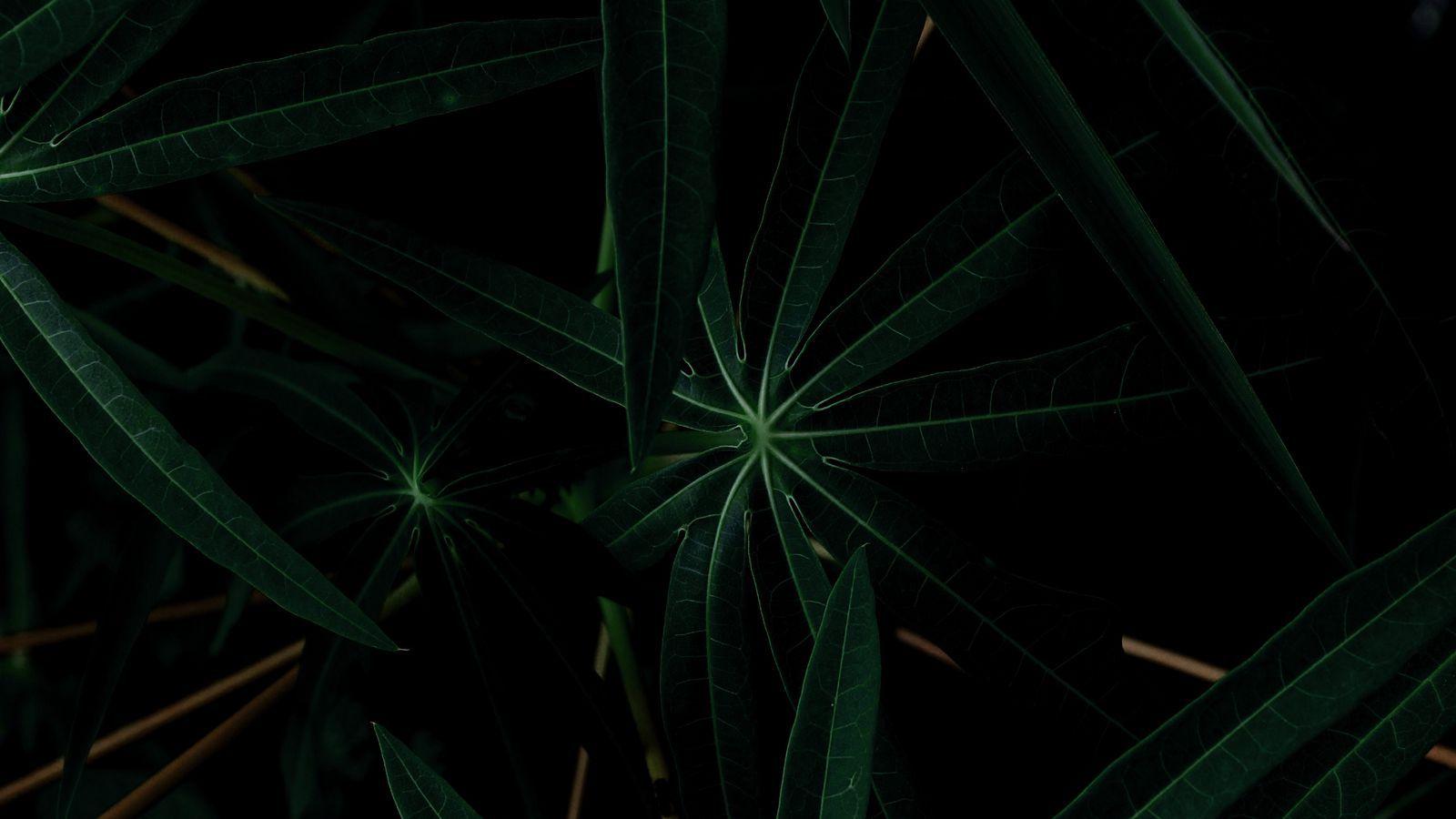 1600x900 Download wallpaper 1600x900 leaves, plant, dark, green widescreen 16:9 HD background