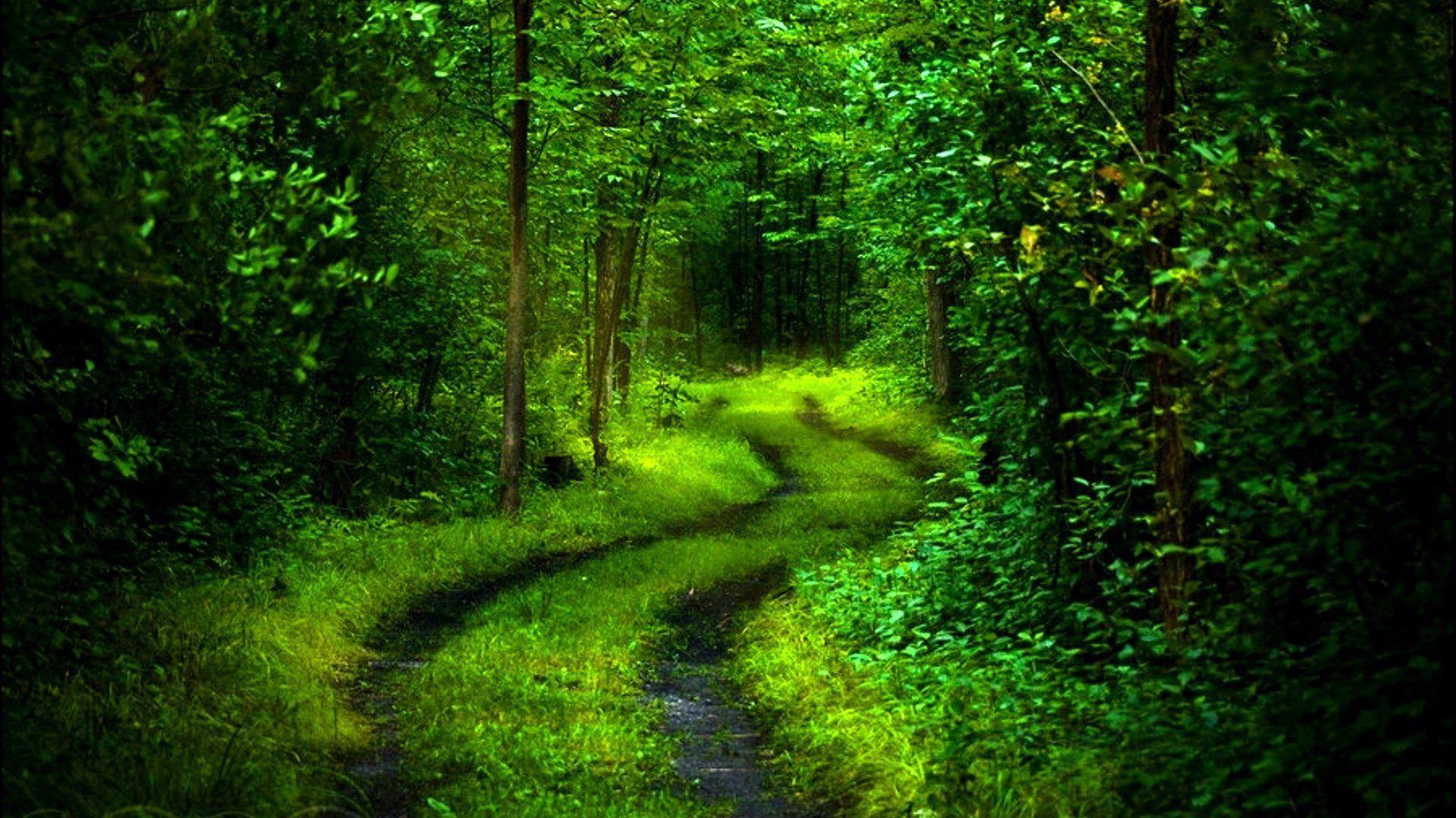 1920x1080 Green Forest Deep Path HD 3D Wallpaper
