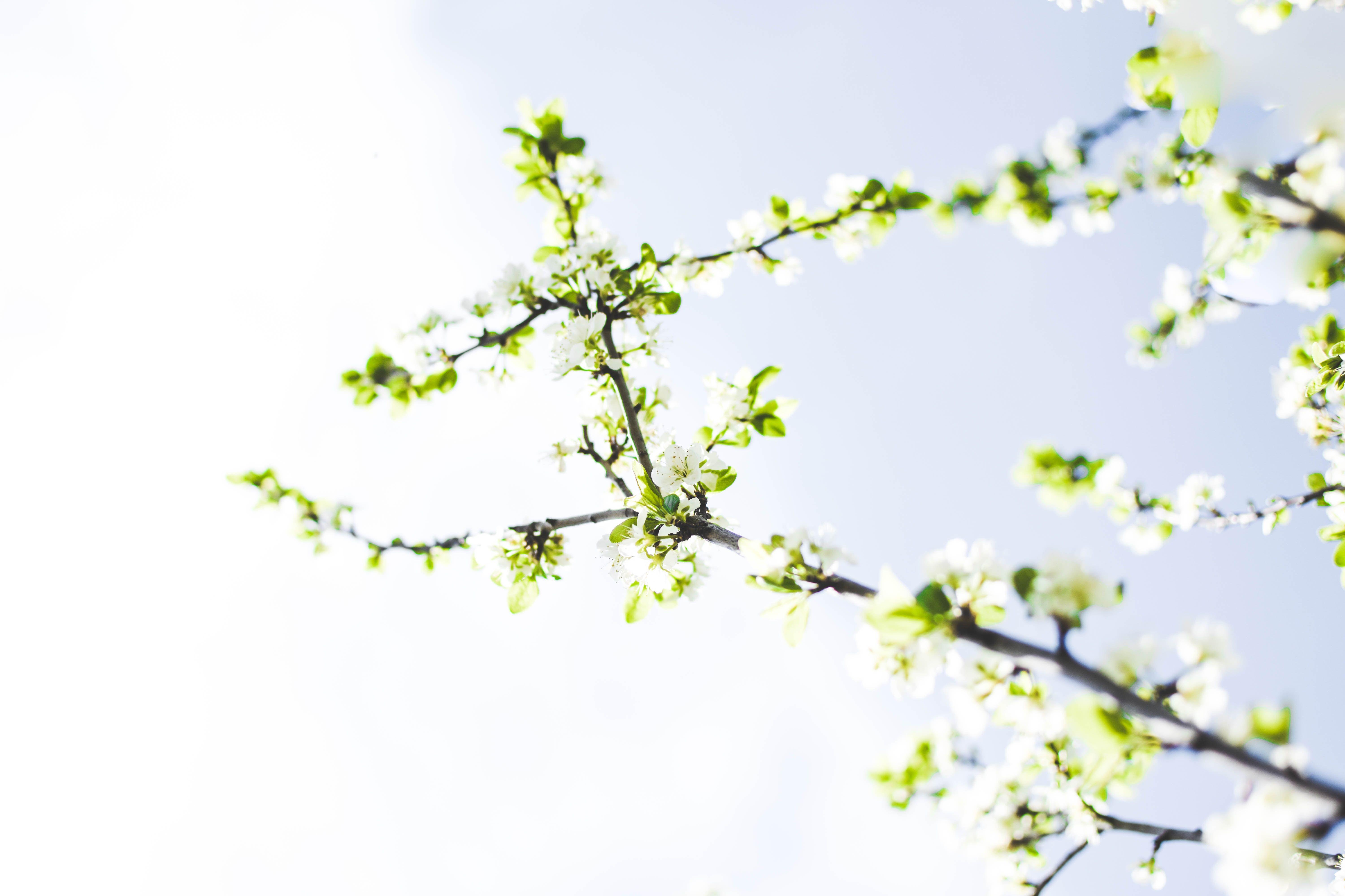 6000x4000 cherry blossom tree HD wallpaper, Background
