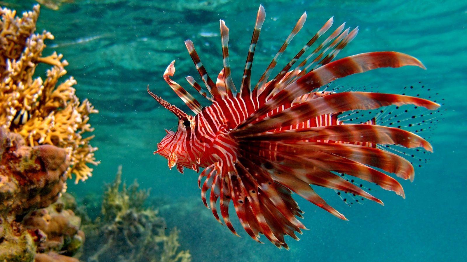 1600x900 Download wallpaper 1600x900 fish, underwater, swimming, unusual
