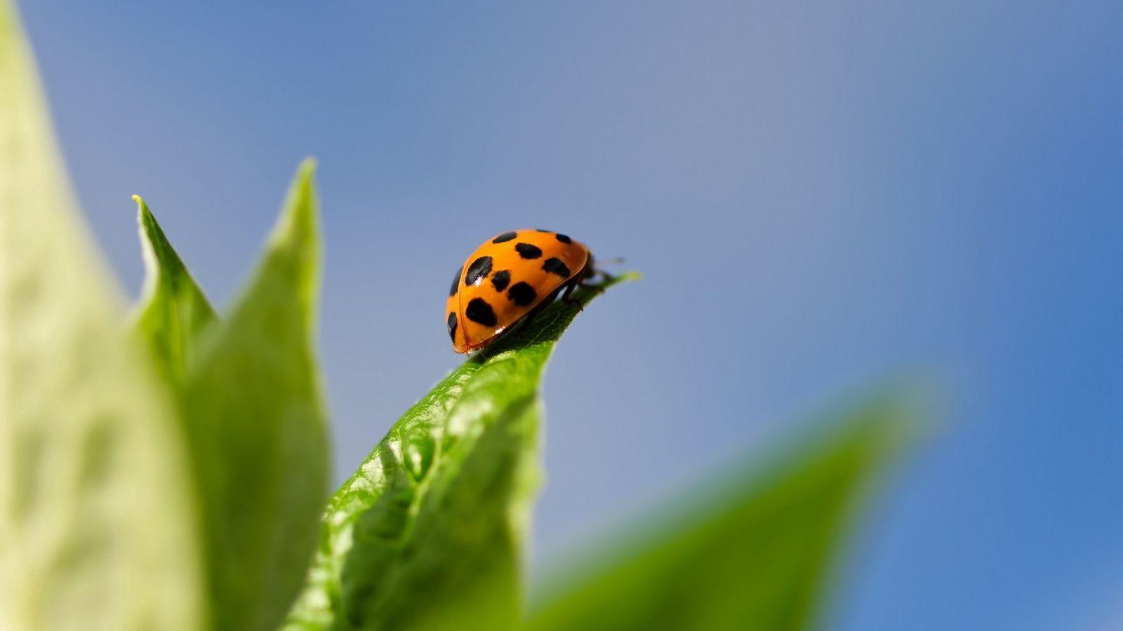 1600x900 Download wallpaper 1600x900 unusual ladybug, grass, background