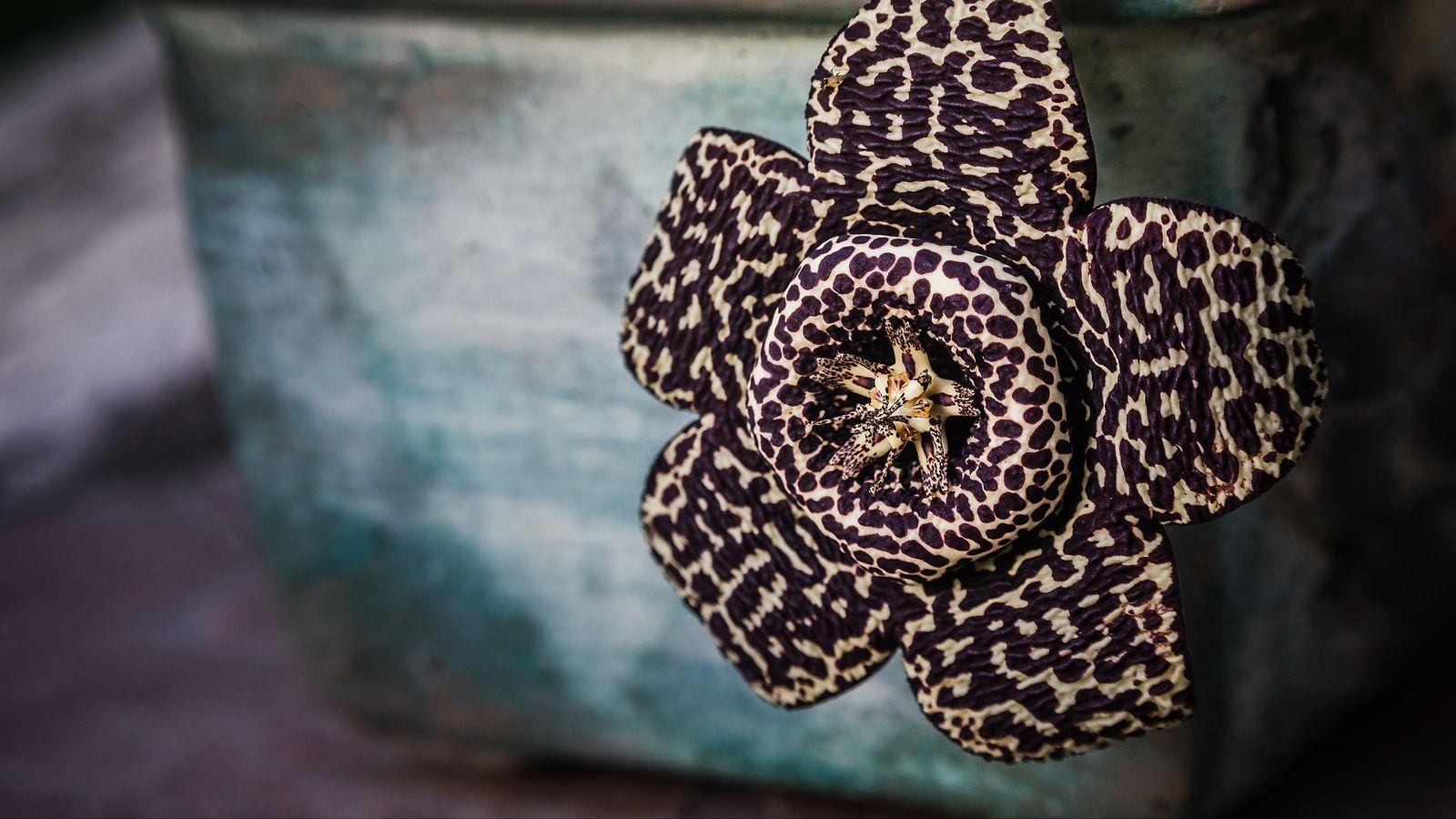 1600x900 Download wallpaper 1600x900 cactus, flower, unusual, spotted