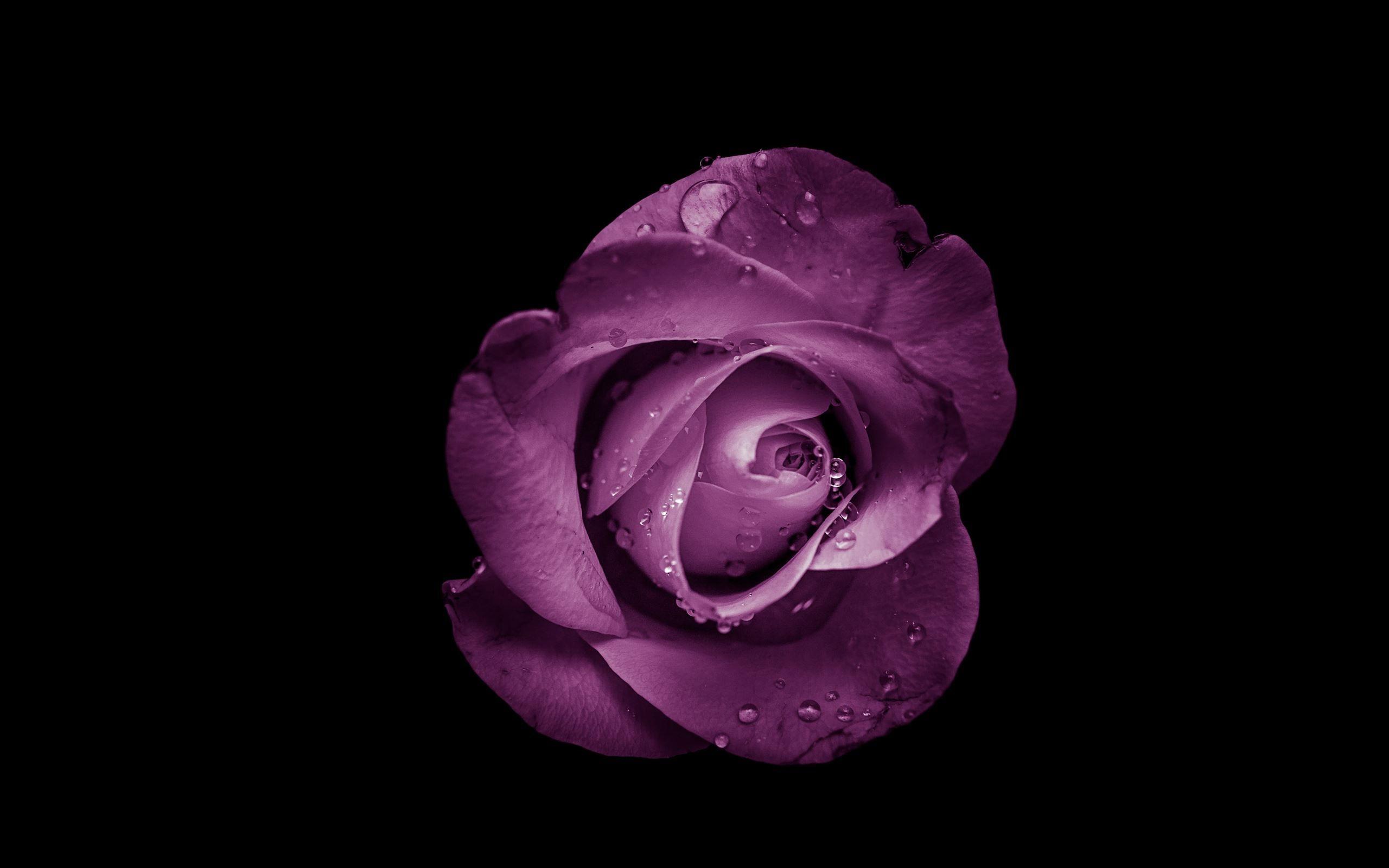 2560x1600 purple rose flower MacBook Air Wallpaper Download