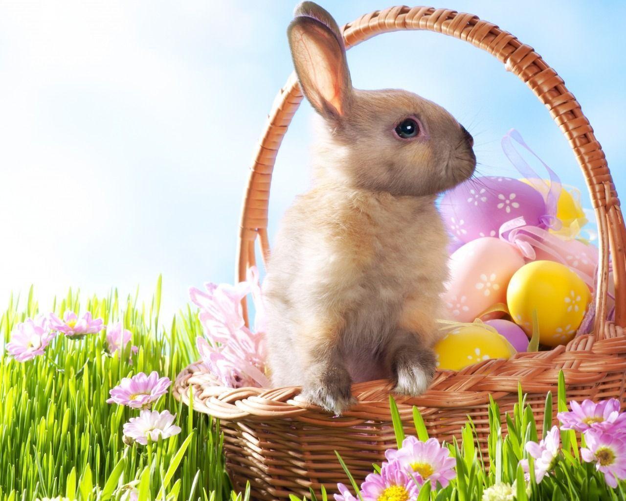 Easter Rabbits Wallpapers - Top Free Easter Rabbits Backgrounds -  WallpaperAccess