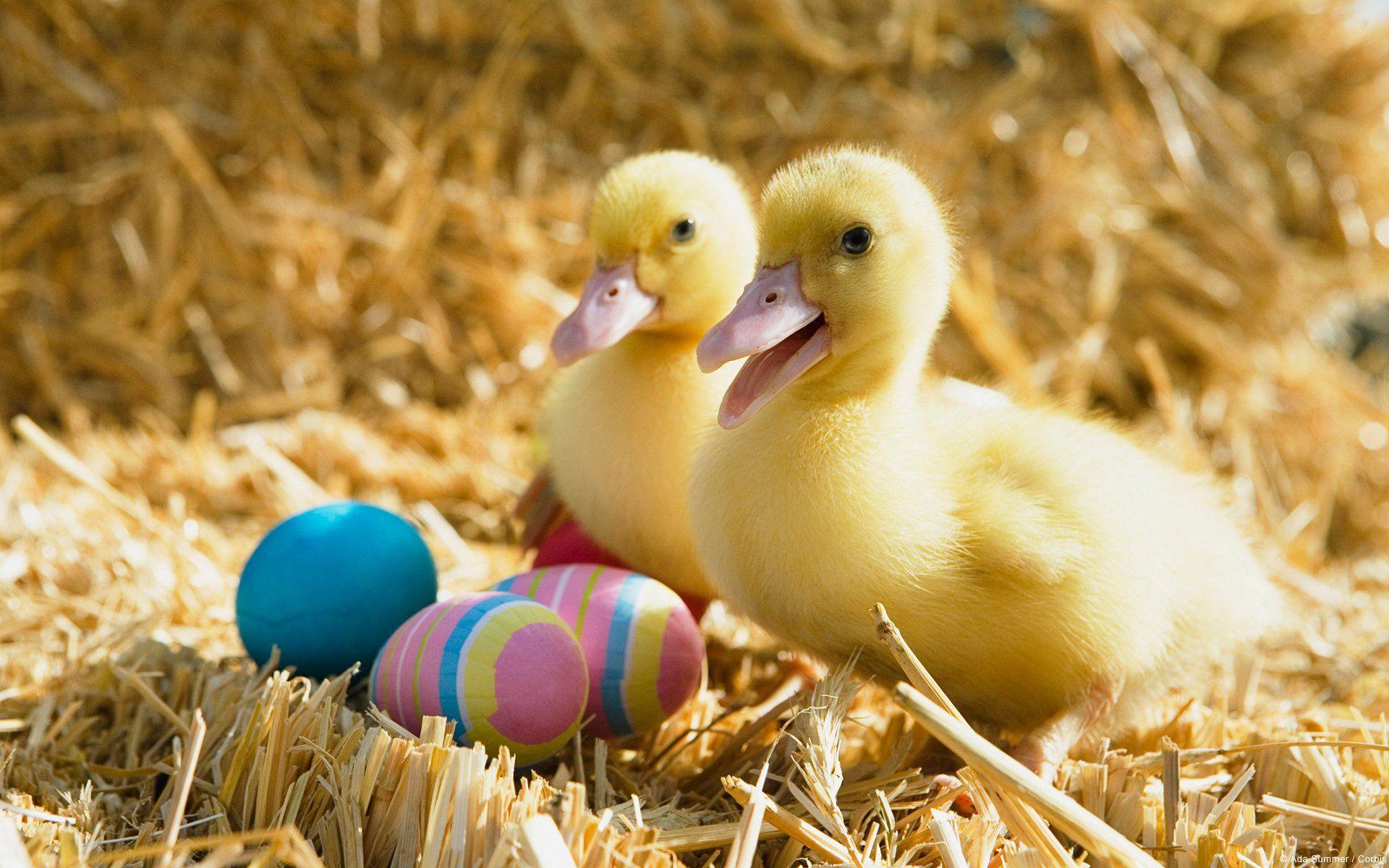 1920x1200 Easter HD Wallpaper