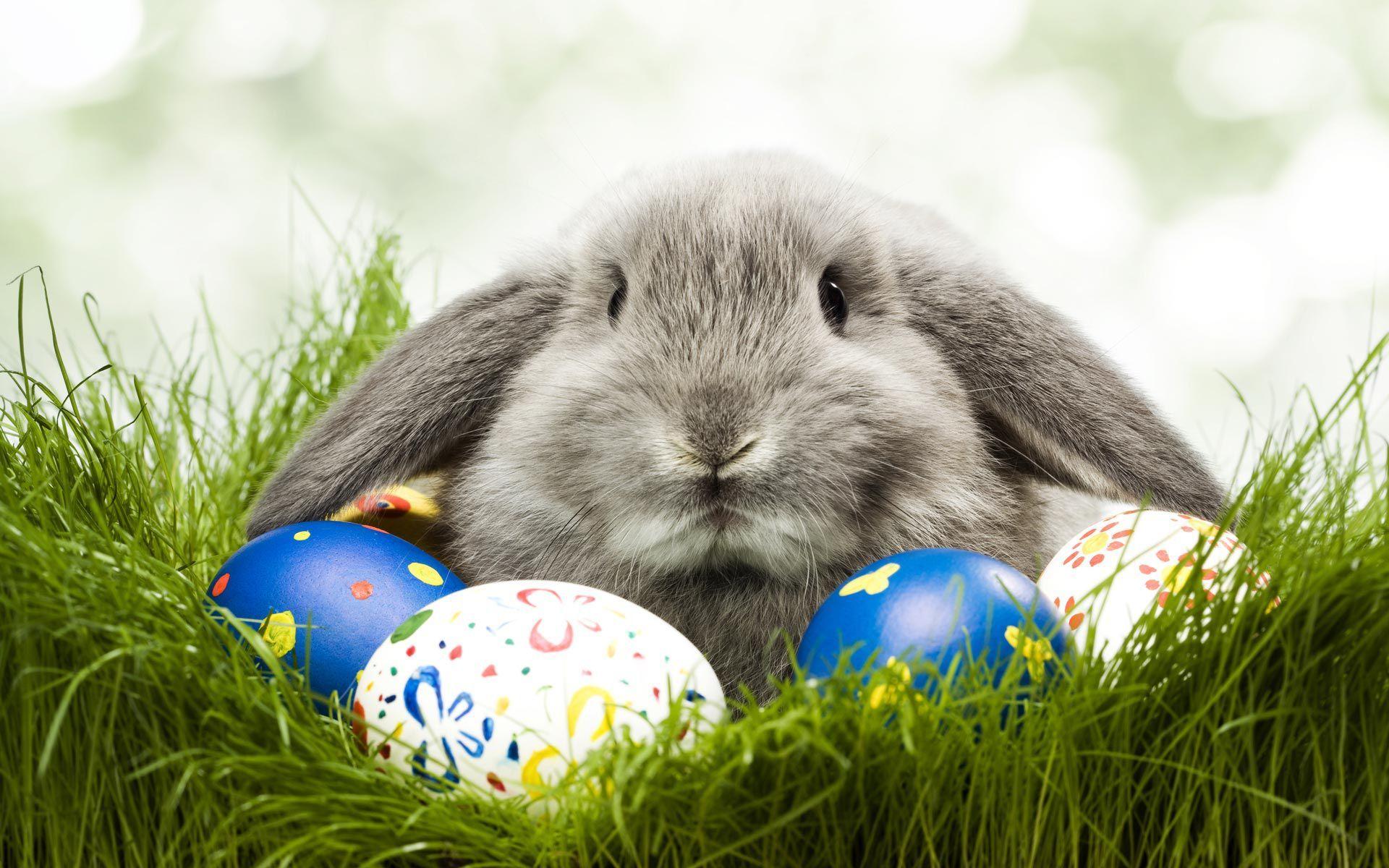 1920x1200 Free download Egg Rabbit Cute Easter Holiday Animal Wallpaper