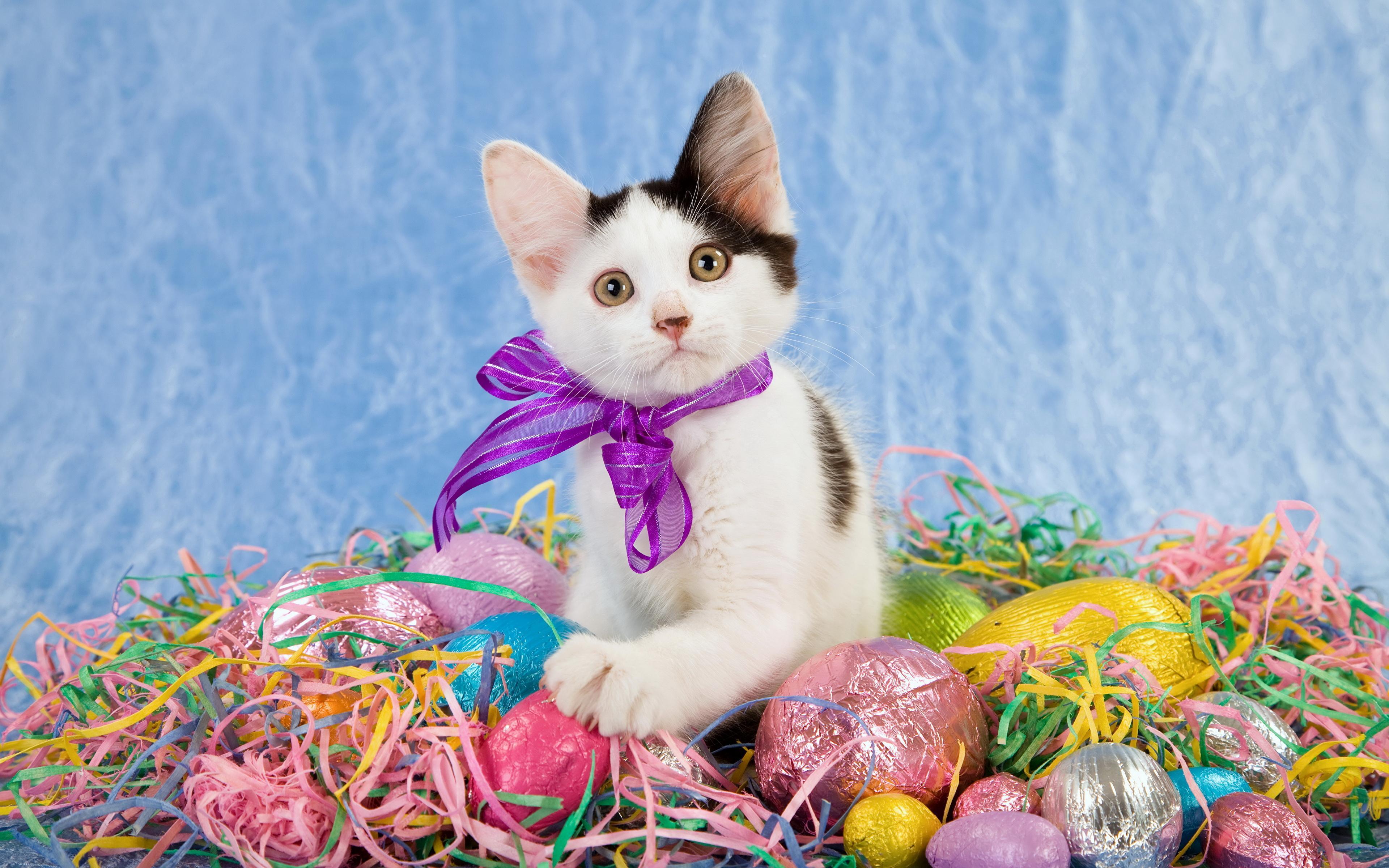 Easter Cat Wallpapers - Top Free Easter Cat Backgrounds - WallpaperAccess