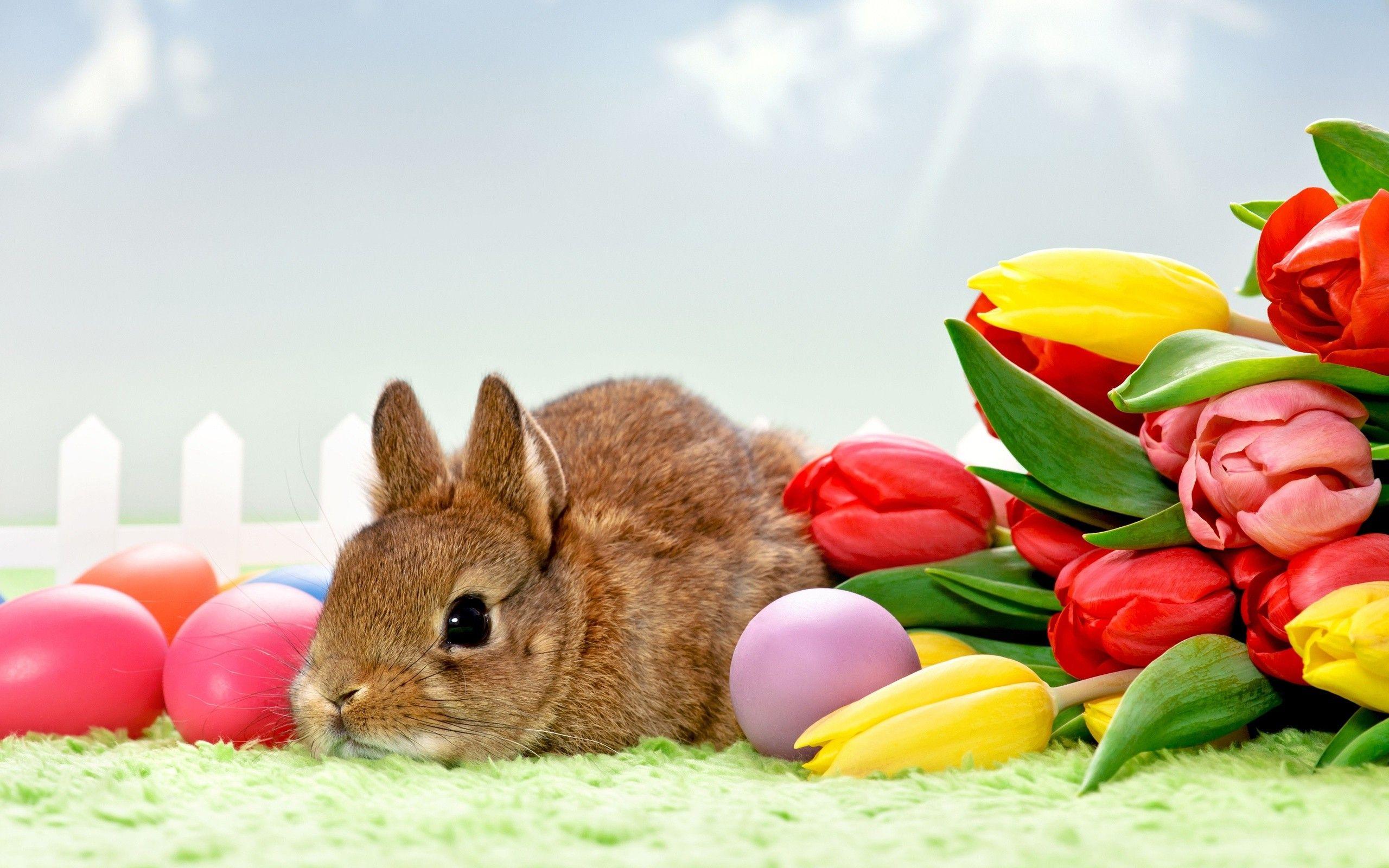 2560x1600 tulips, Flowers, Rabbits, Eggs, Animals, Easter Wallpaper HD