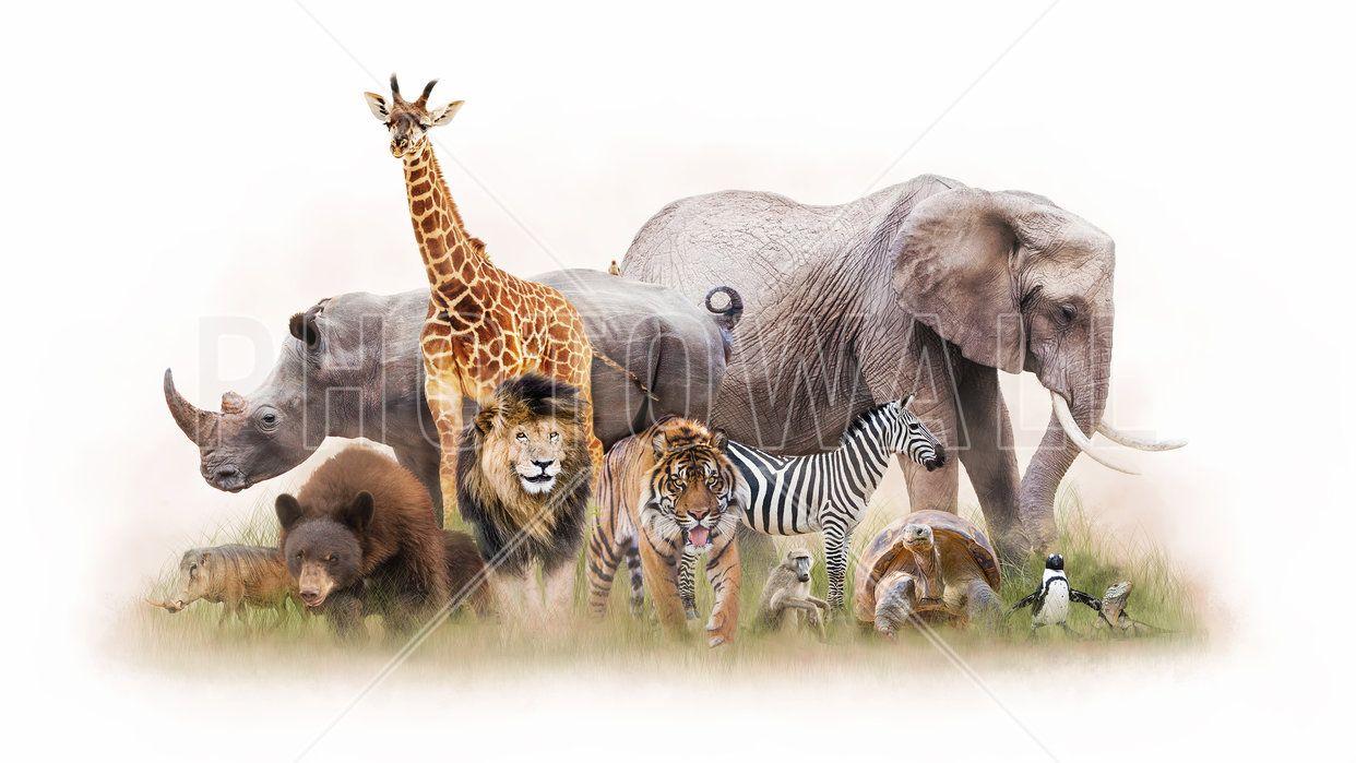 Zoo Animals Wallpapers - Top Free Zoo Animals Backgrounds - WallpaperAccess