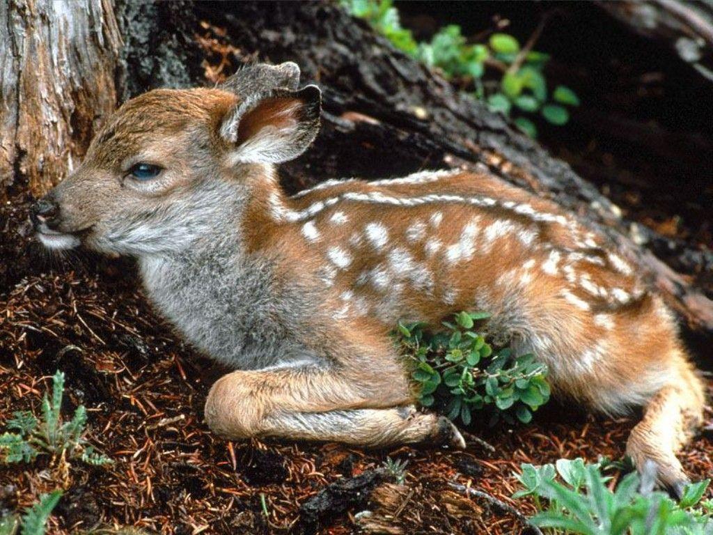 1024x768 world wallpaper: 53 Baby Animals Cute Sweet Tiget Wallpaper with 1920x1080