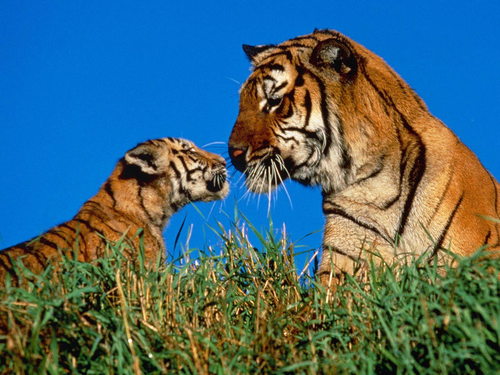 1600x1200 Free download animals wallpaper zoo animals great african animal wallpaper [1600x1200] for your Desktop, Mobile & Tablet. Explore African Animal Wallpaper. African Wallpaper for Walls, African American Wallpaper Borders