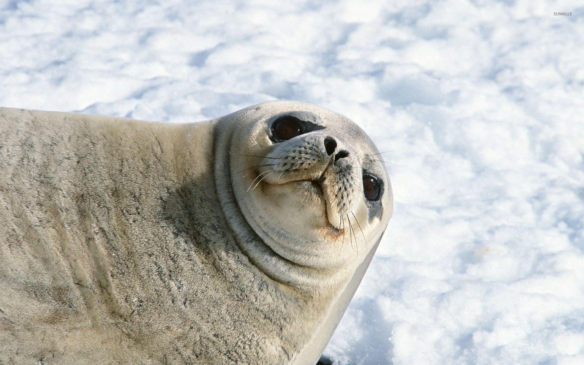 1920x1200 Sea lion [5] wallpaper wallpaper