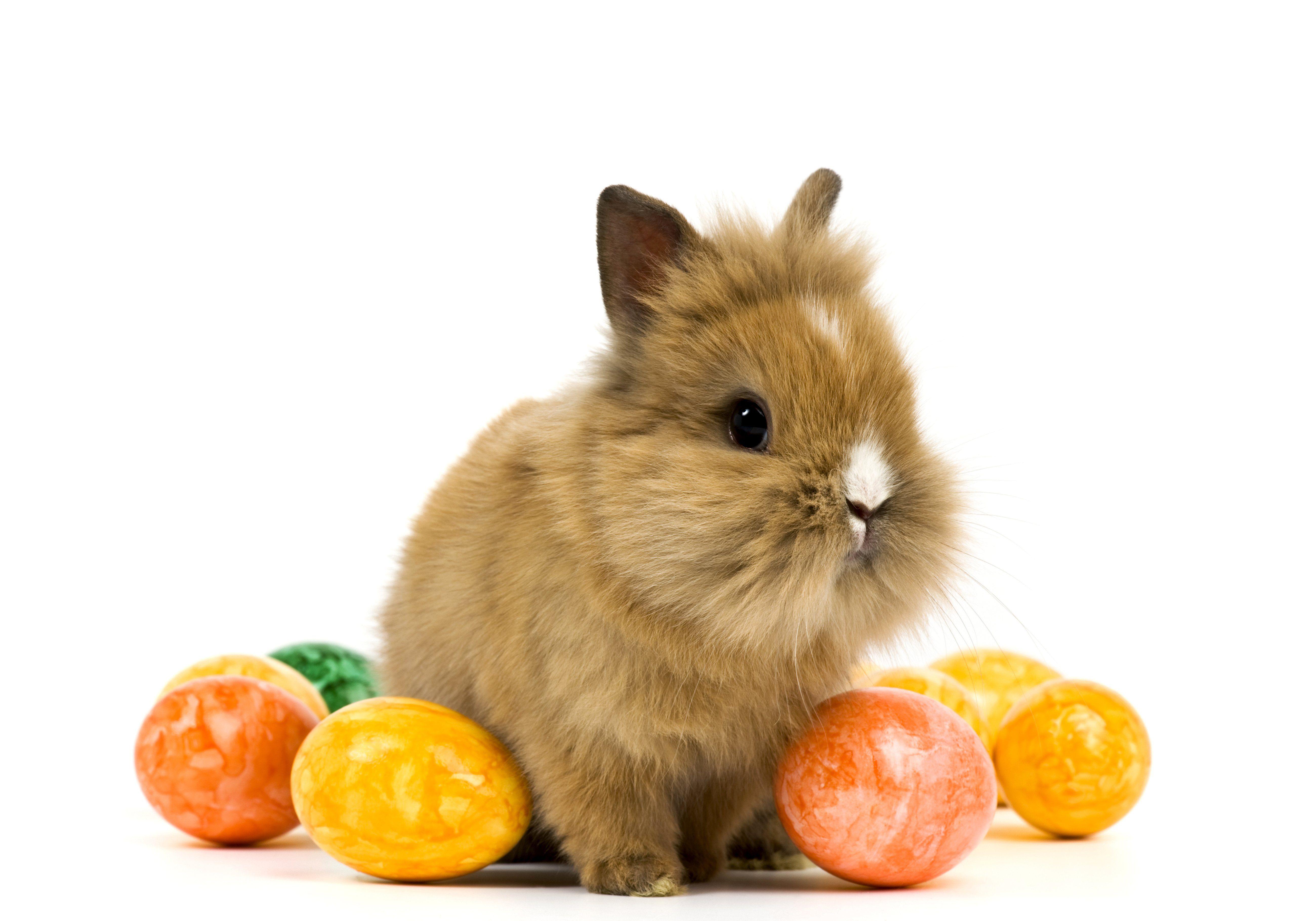 5200x3640 rabbit, Holidays, Easter, Eggs, Animals, Baby Wallpaper HD