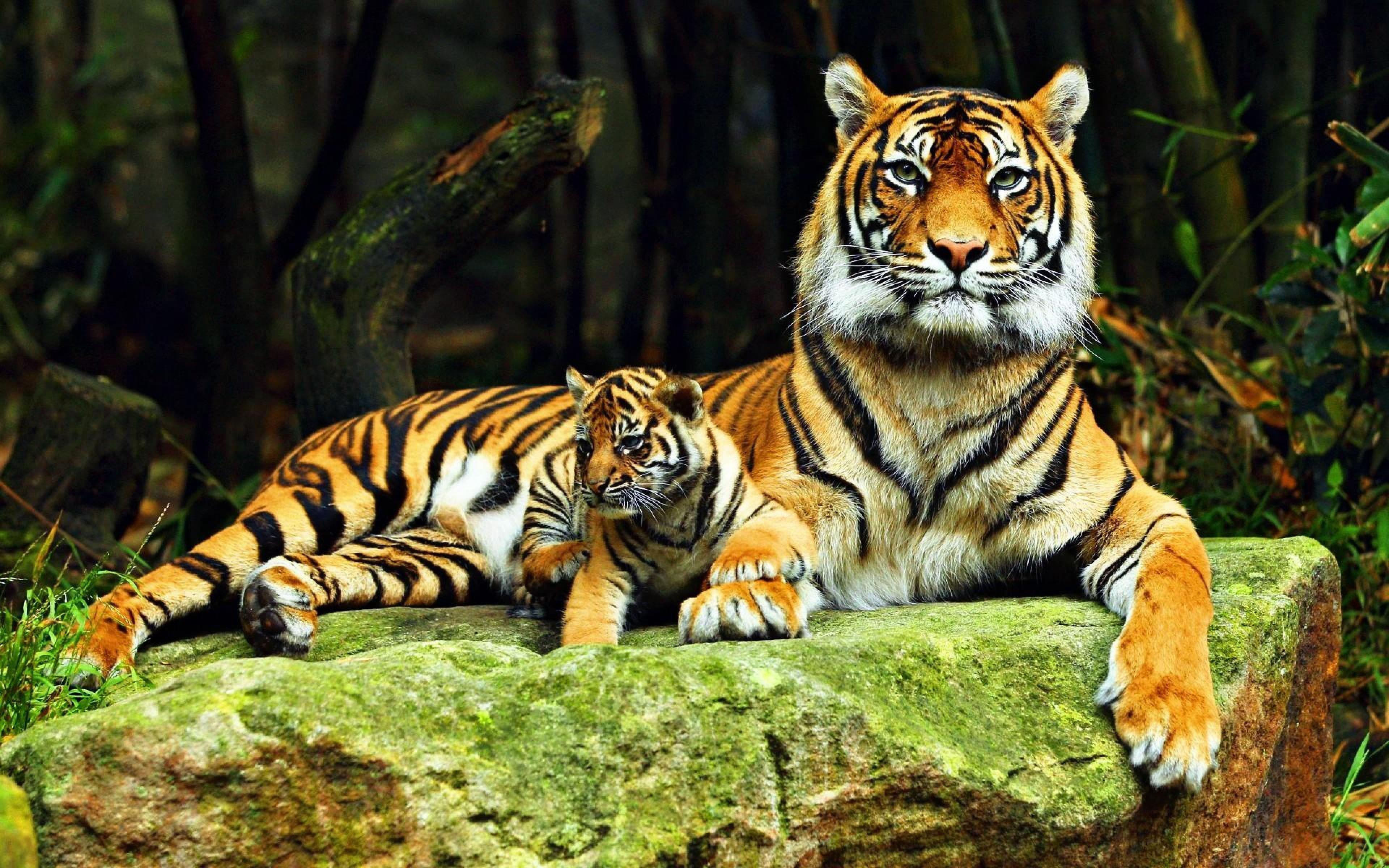 3840x2400 Zoo Animals Wallpaper