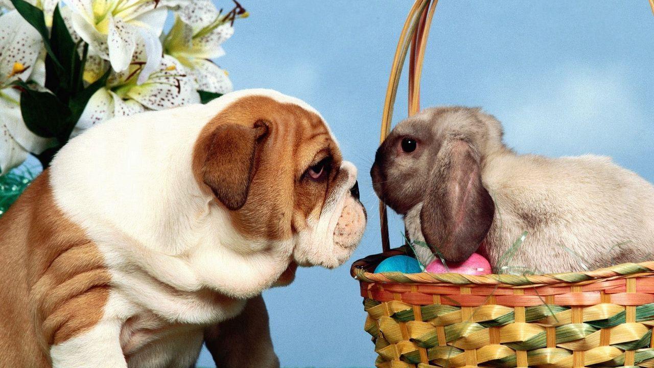 1280x720 Wallpaper dog, rabbit, eggs, easter, basket hd, picture, image