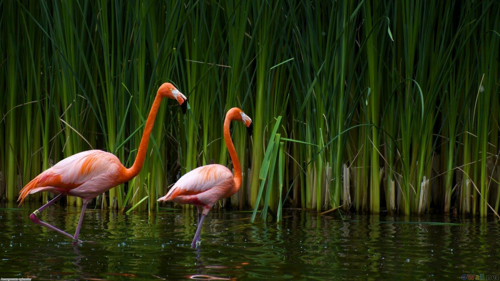 1600x900 Animals Picture. Birds Picture. Animals Wallpaper. Birds Wallpaper. Beautiful Cool Wallpaper