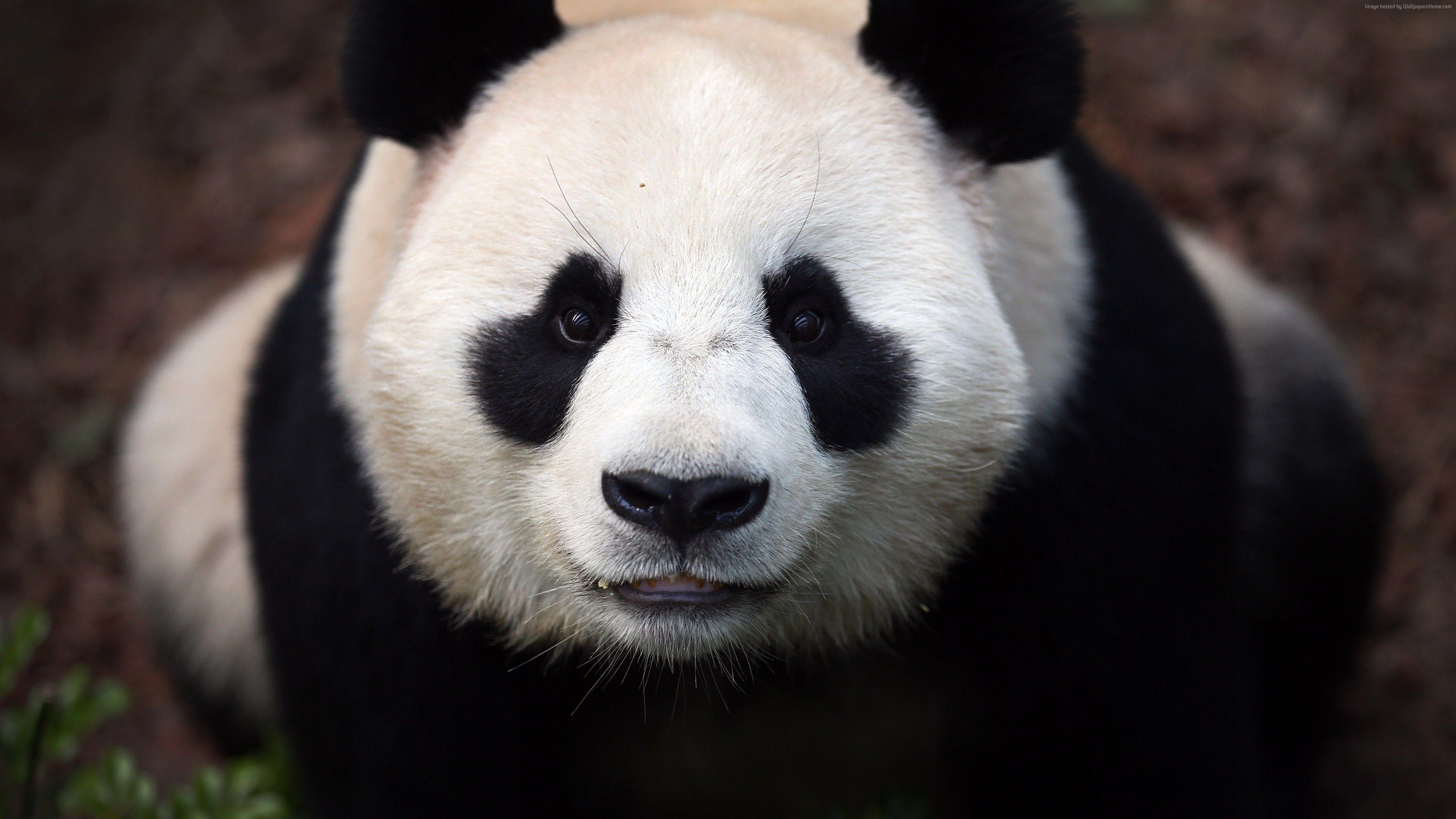 3840x2160 Wallpaper Сhina panda, bears, China, animal, zoo, black, white, eyes, wild, nature, Animals Wallpaper Download Resolution 4K Wallpaper
