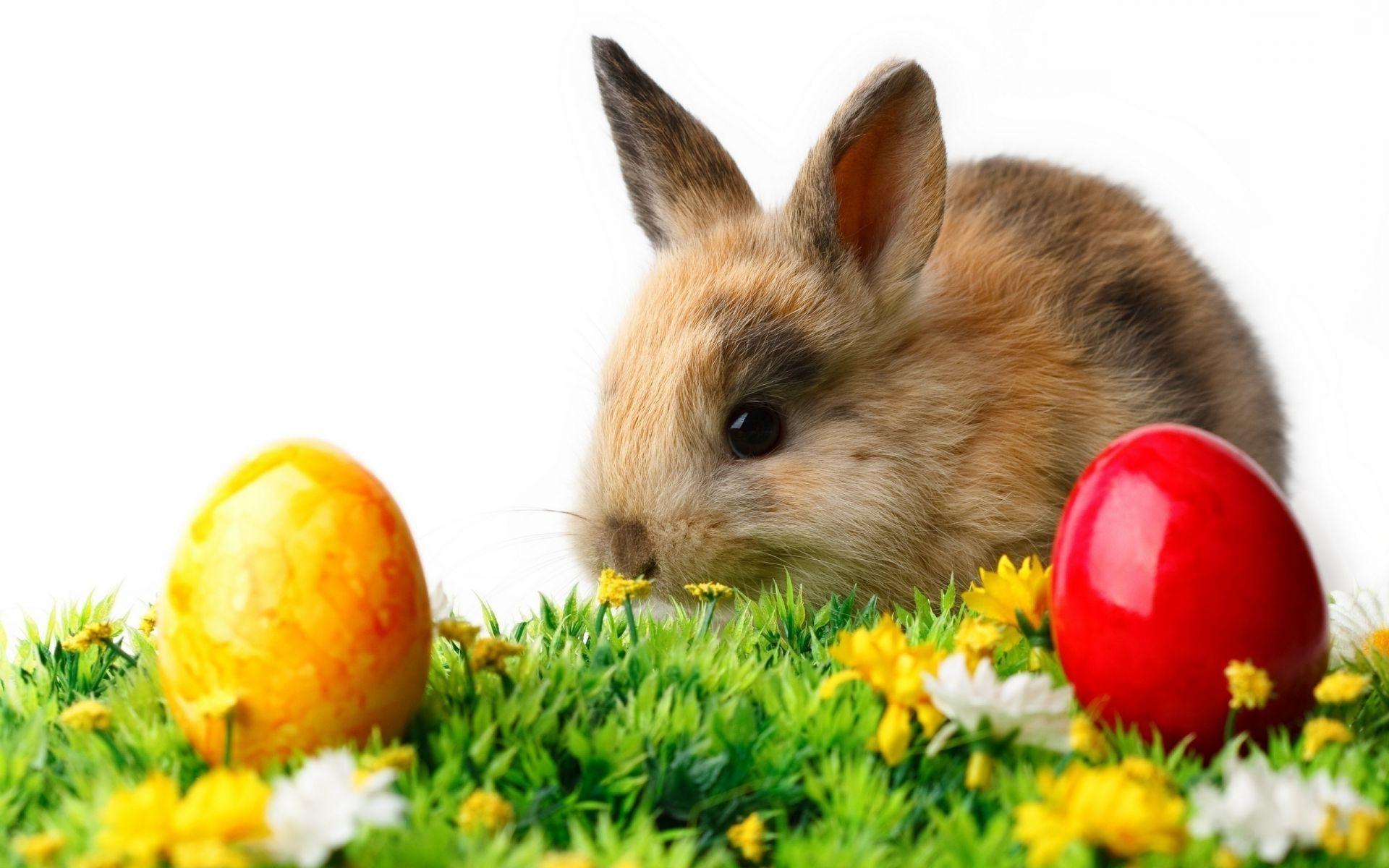 1920x1200 Easter eggs grass flowers animal rabbit Color