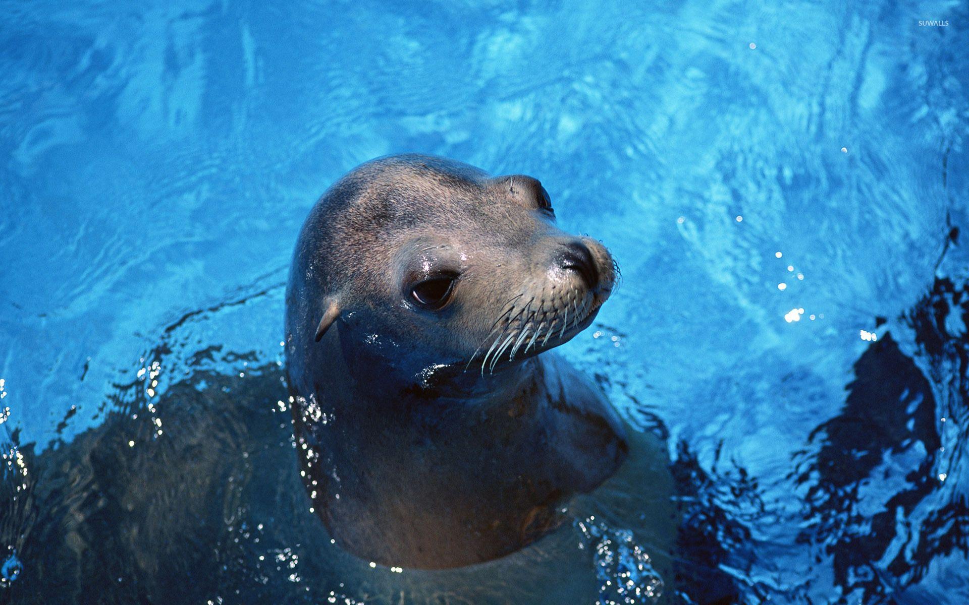 1920x1200 Sea lion [6] wallpaper
